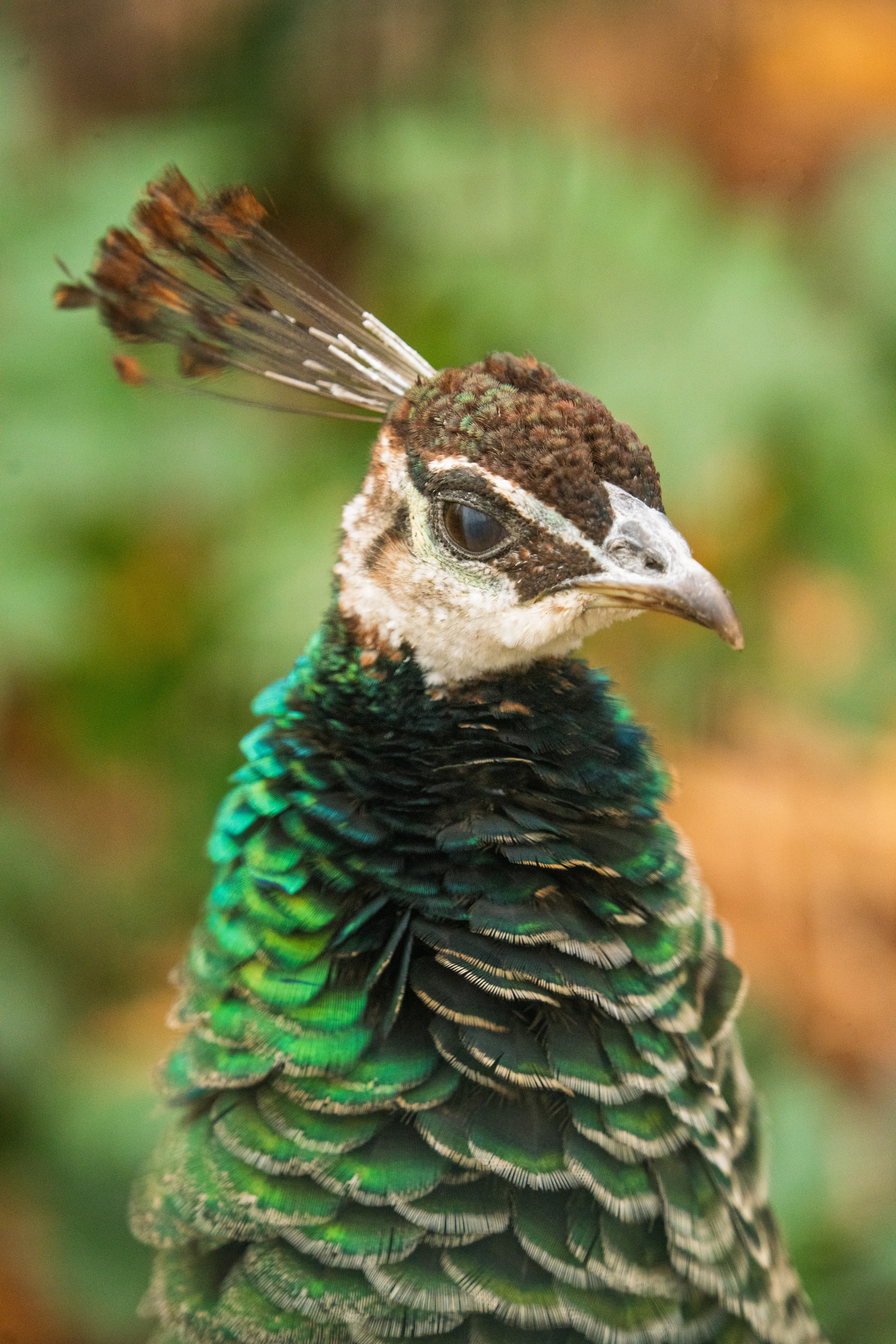 Животные. 35 мм