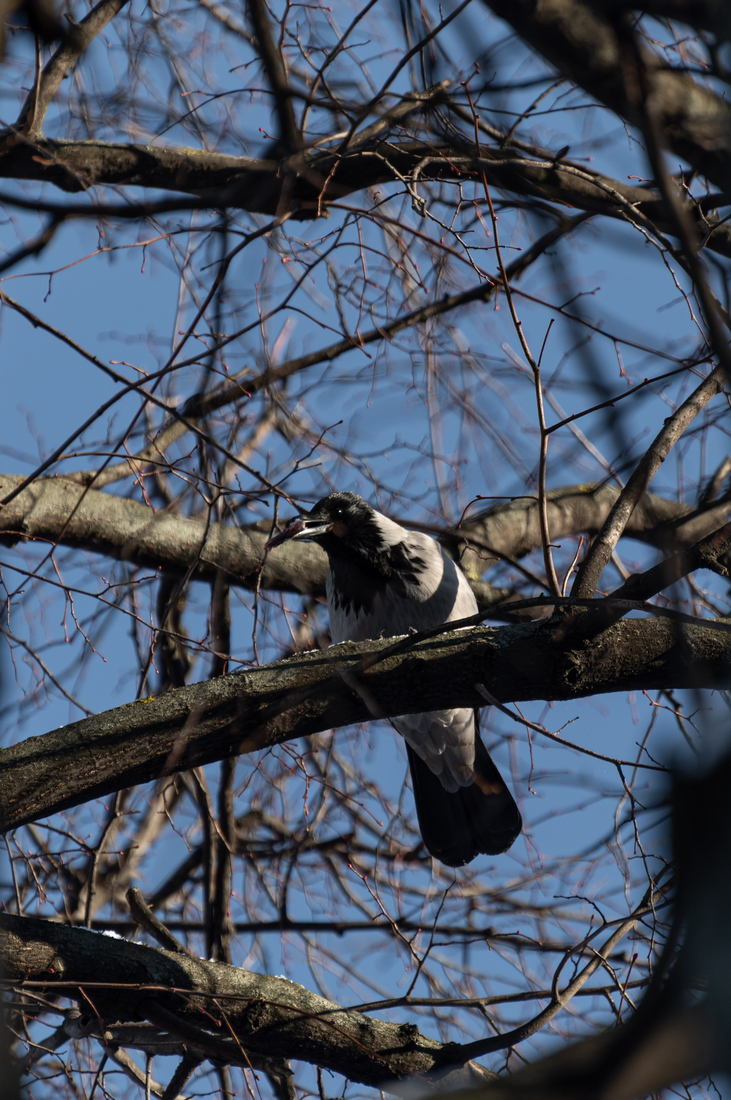 20240120 Воробьёвы горы. Дмитрий Ремизов. Фотография, как хобби
