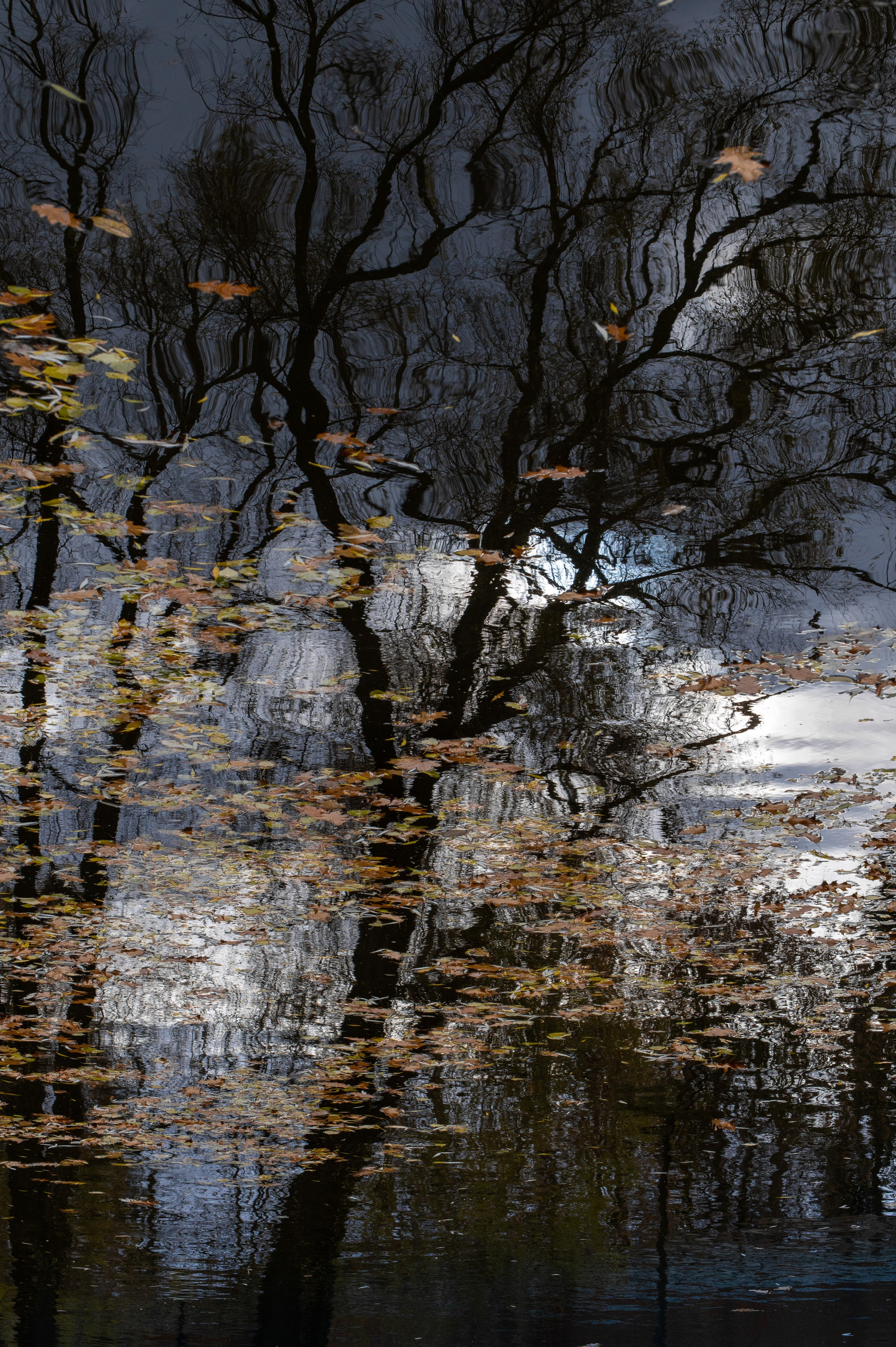 20221030 Новодевичий. Дмитрий Ремизов. Фотография, как хобби