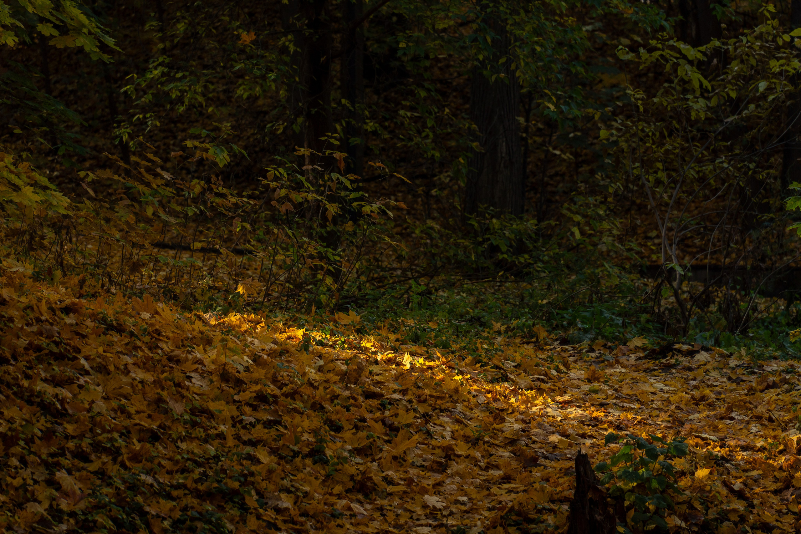 20251011 Нескучный сад. Дмитрий Ремизов. Фотография, как хобби