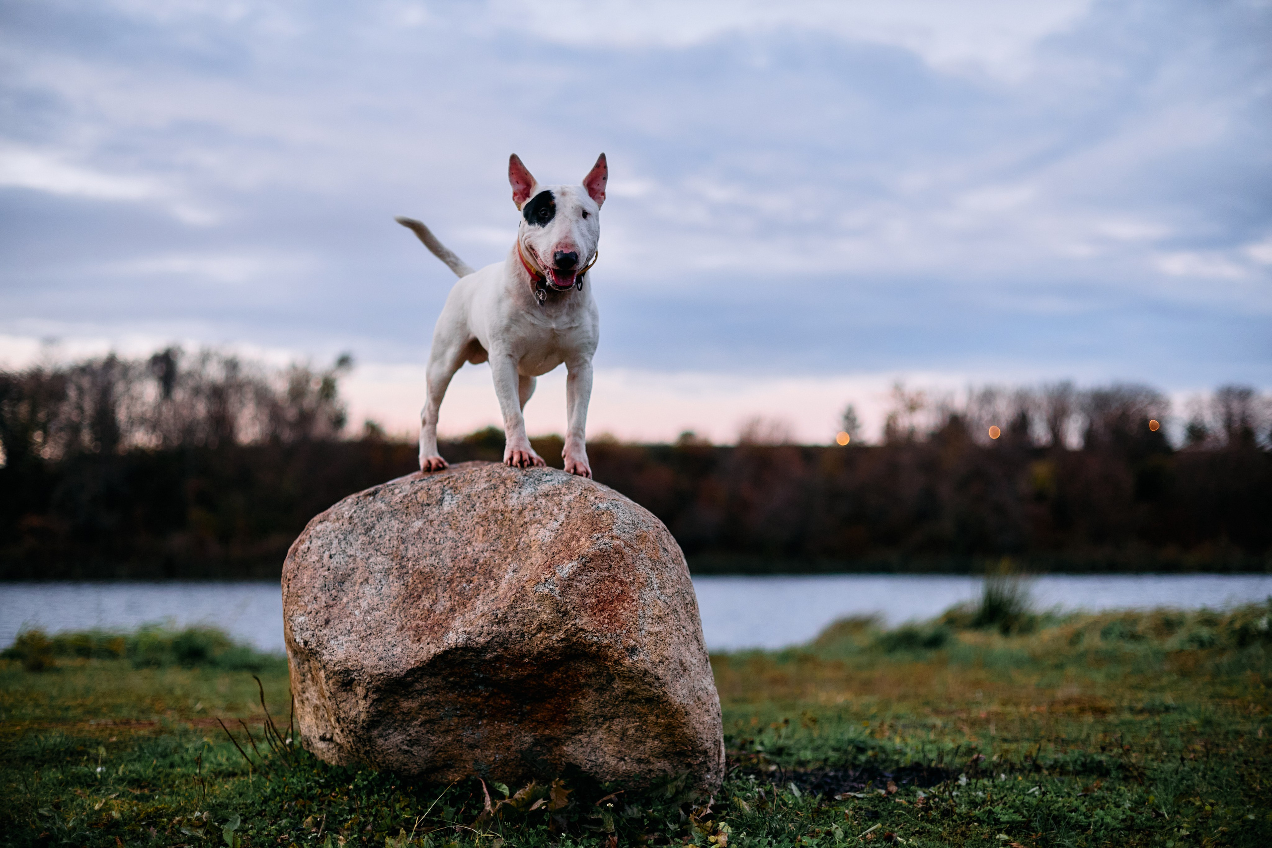 Животные и птицы. Фотограф и видеограф Лашманов Павел