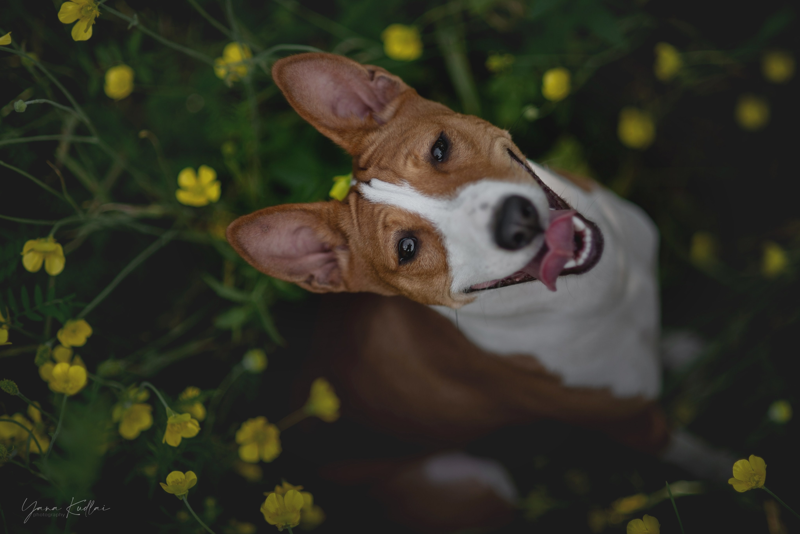 Два неугомонных бассенджи — Ива и Икс. Фотограф анималист Ставрополь Яна Кудлай