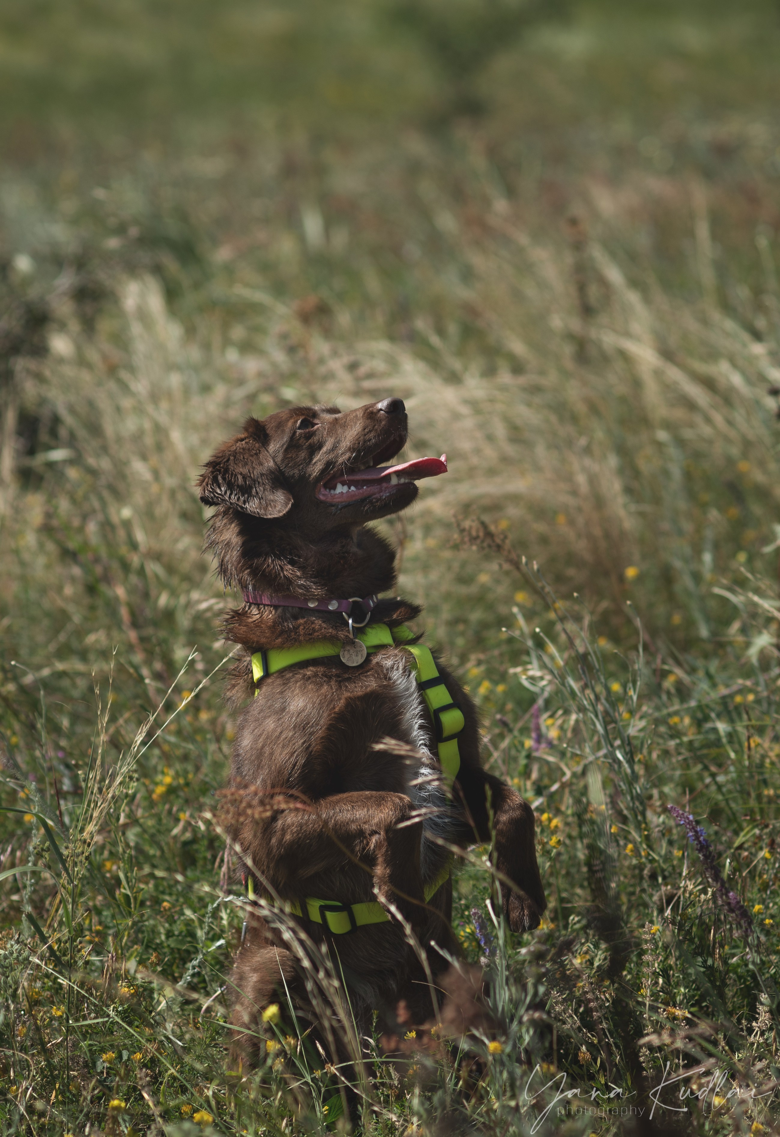 Одно солнечное утро. Фотограф анималист Ставрополь Яна Кудлай