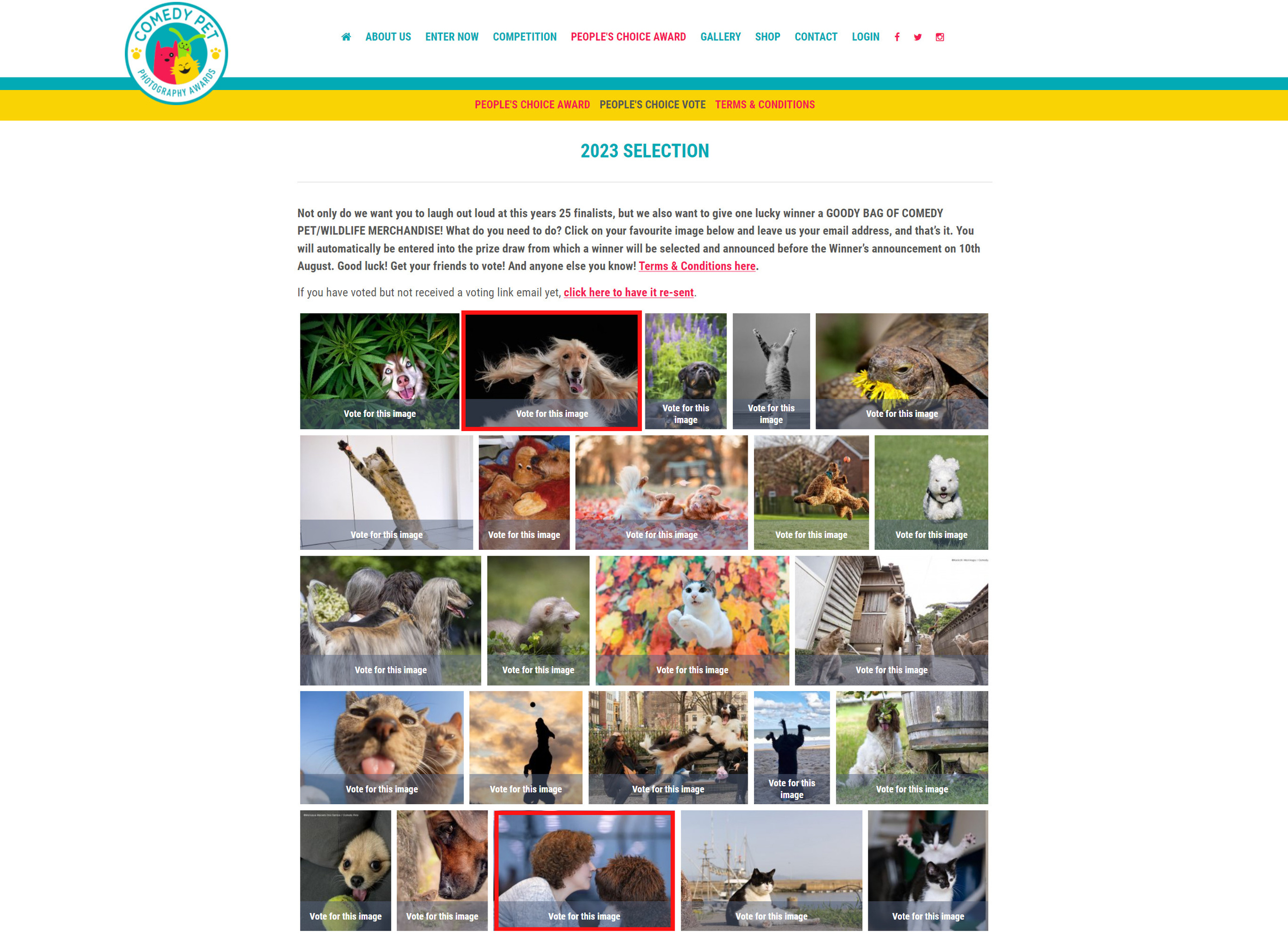  Финалист конкурса COMEDY PET 2023 https://www.comedypetphoto.com/peoples-choice-award/vote-peoples-choice-award.php