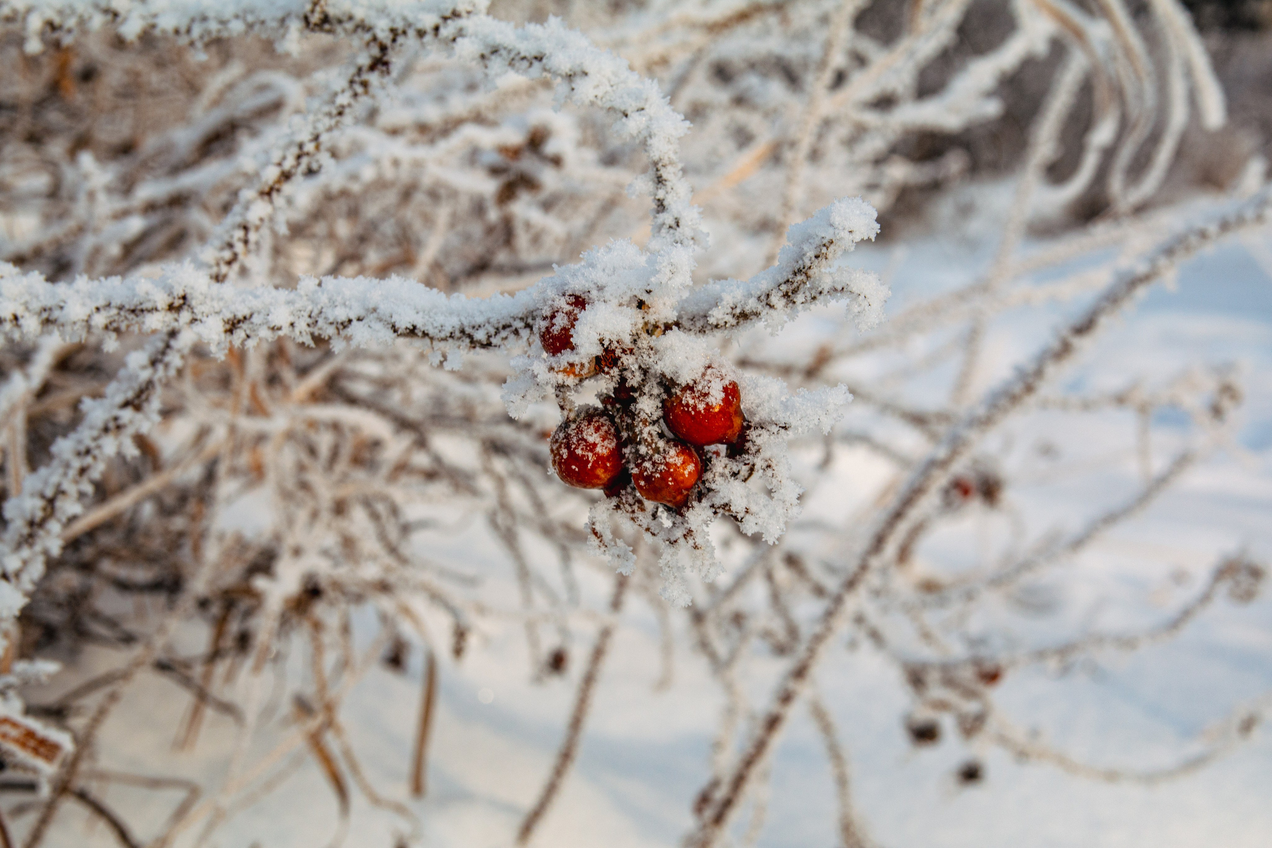 Пища для глаз. Ваш фотограф Северск | Томск