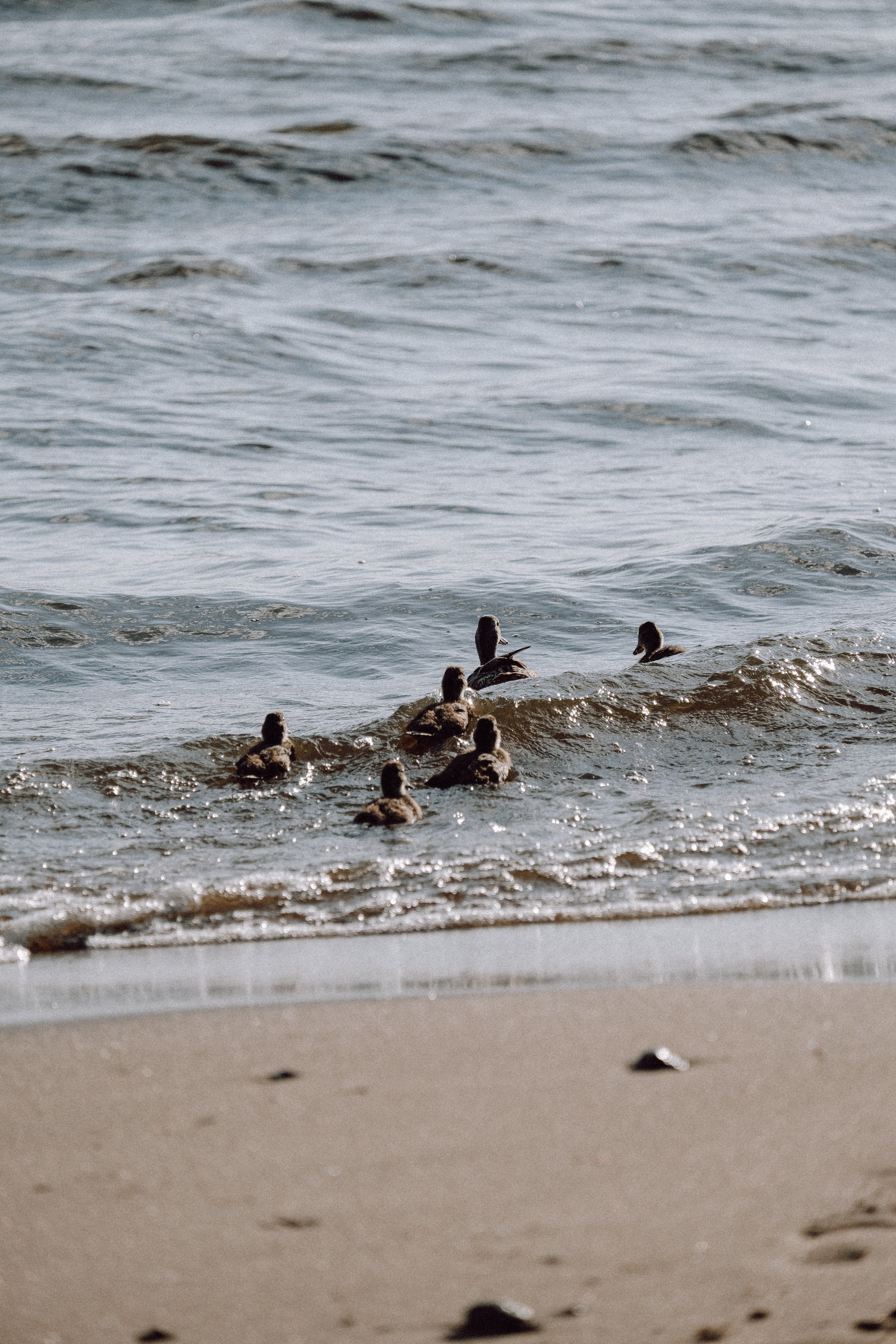 ПРОГУЛКА НА БЕРЕГУ ФИНСКОГО ЗАЛИВА. Профессиональный фотограф, Санкт-Петербург — Виктория Богомолова