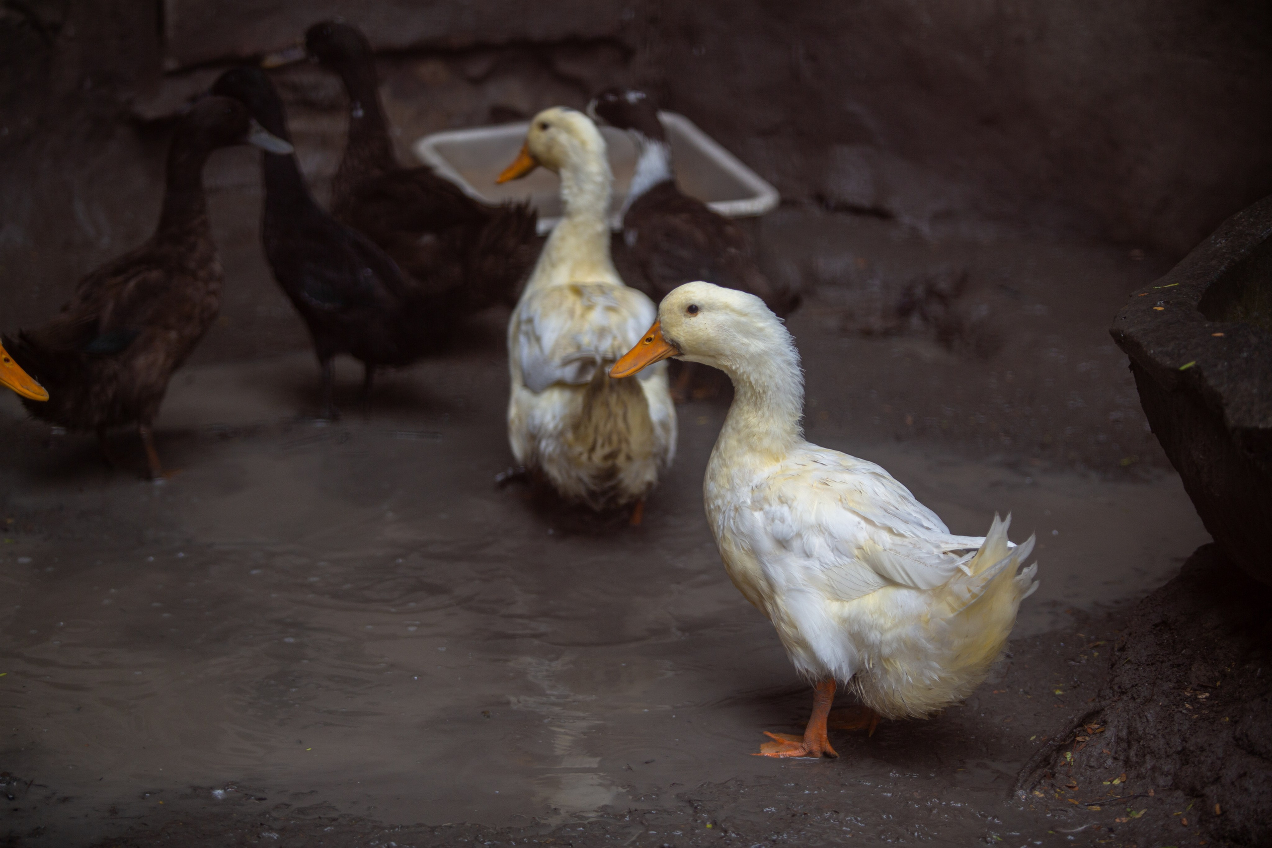 Samut Prakan Crocodile Farm & Zoo. Photographer Sonkina Tatiana (Tanya Ash)