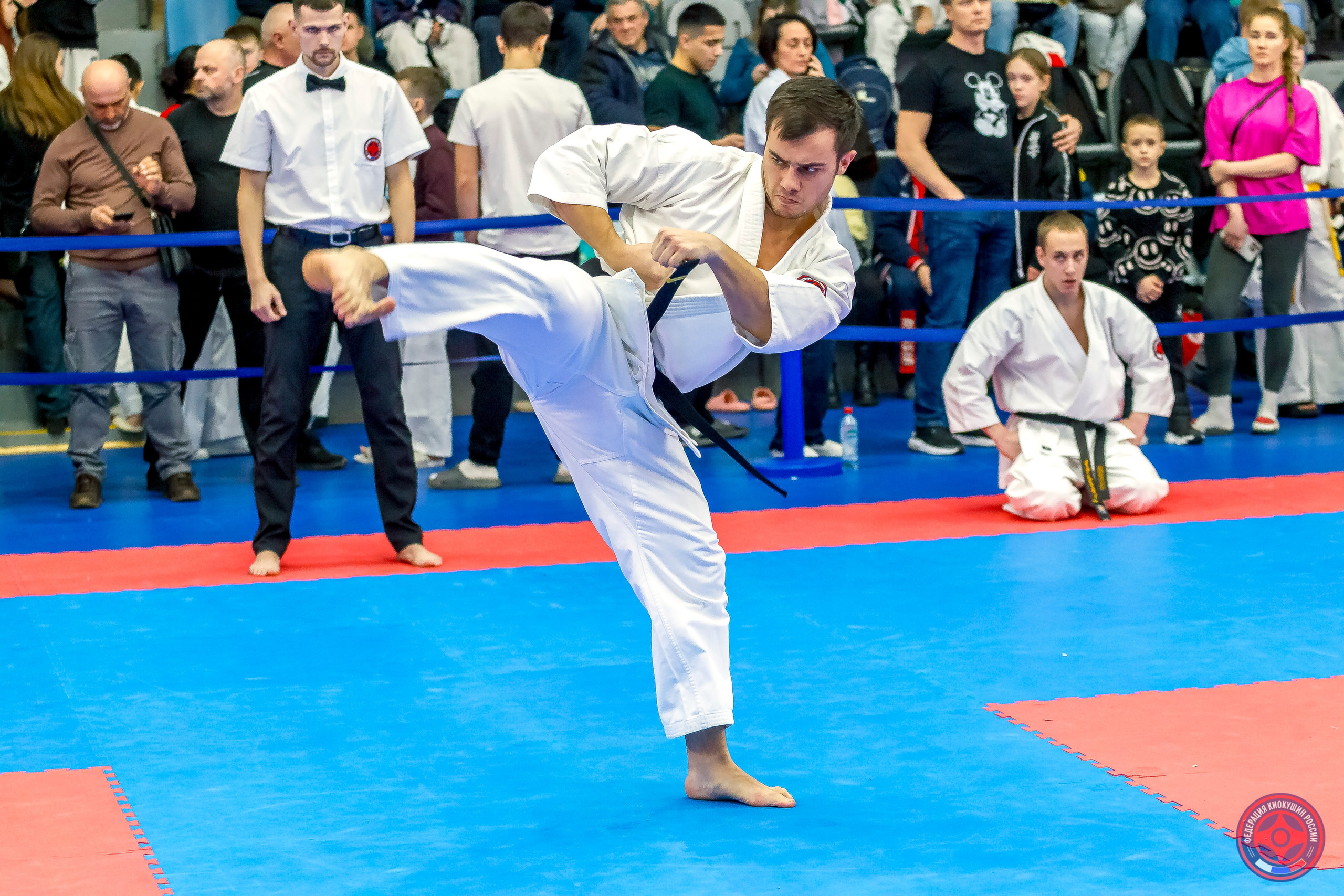 Международный турнир по киокушин «Открытый кубок Seiken». Репортажная съемка в Москве и области. Анималистика