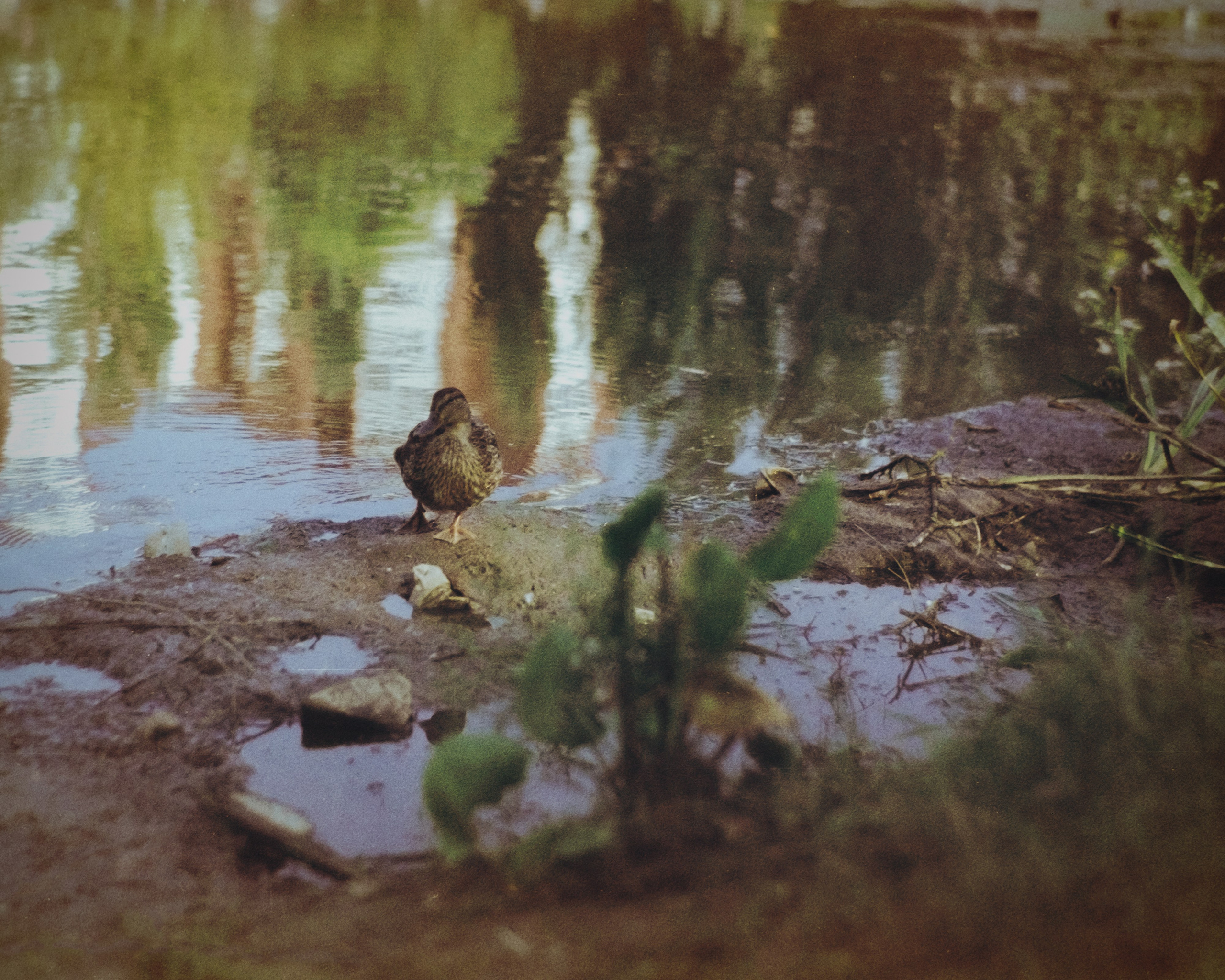 Пленочная история. Дмитрий Пропадалин, Нейрофотография