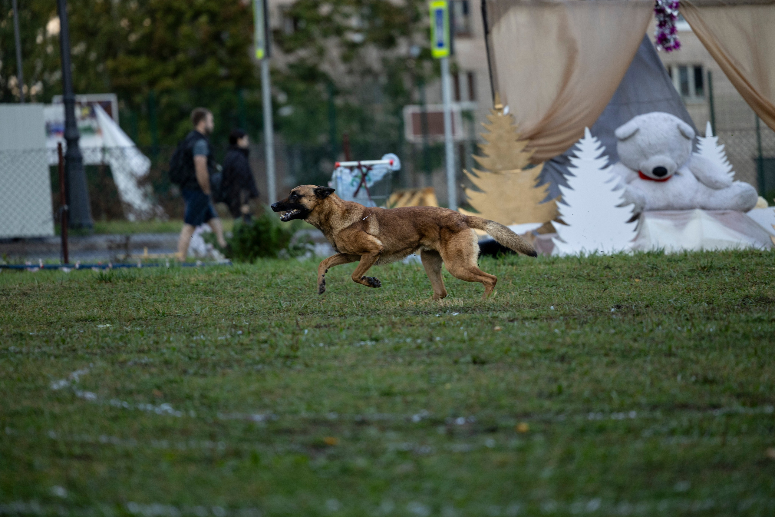 Испытания по Мондьорингу г. Пушкин. Фотограф-анималист Анна Маринич