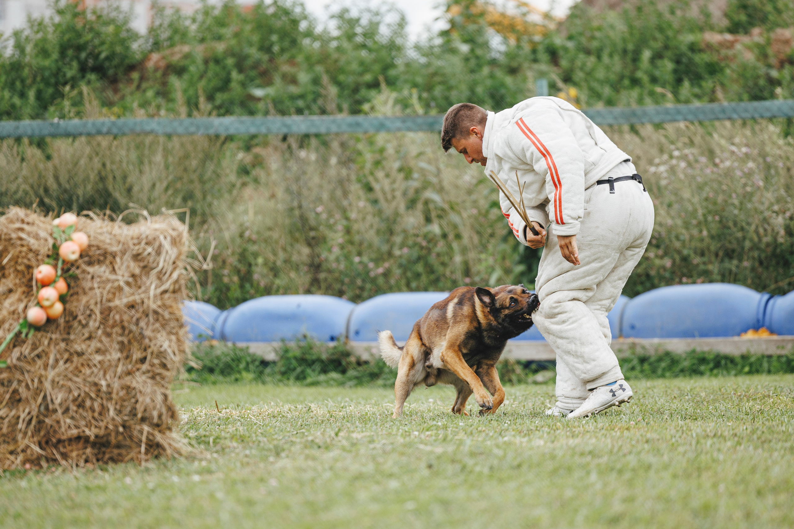 08.08.25-10.08.25 ЧР по мондьорингу г. Вологда. Фотограф-анималист Анна Маринич