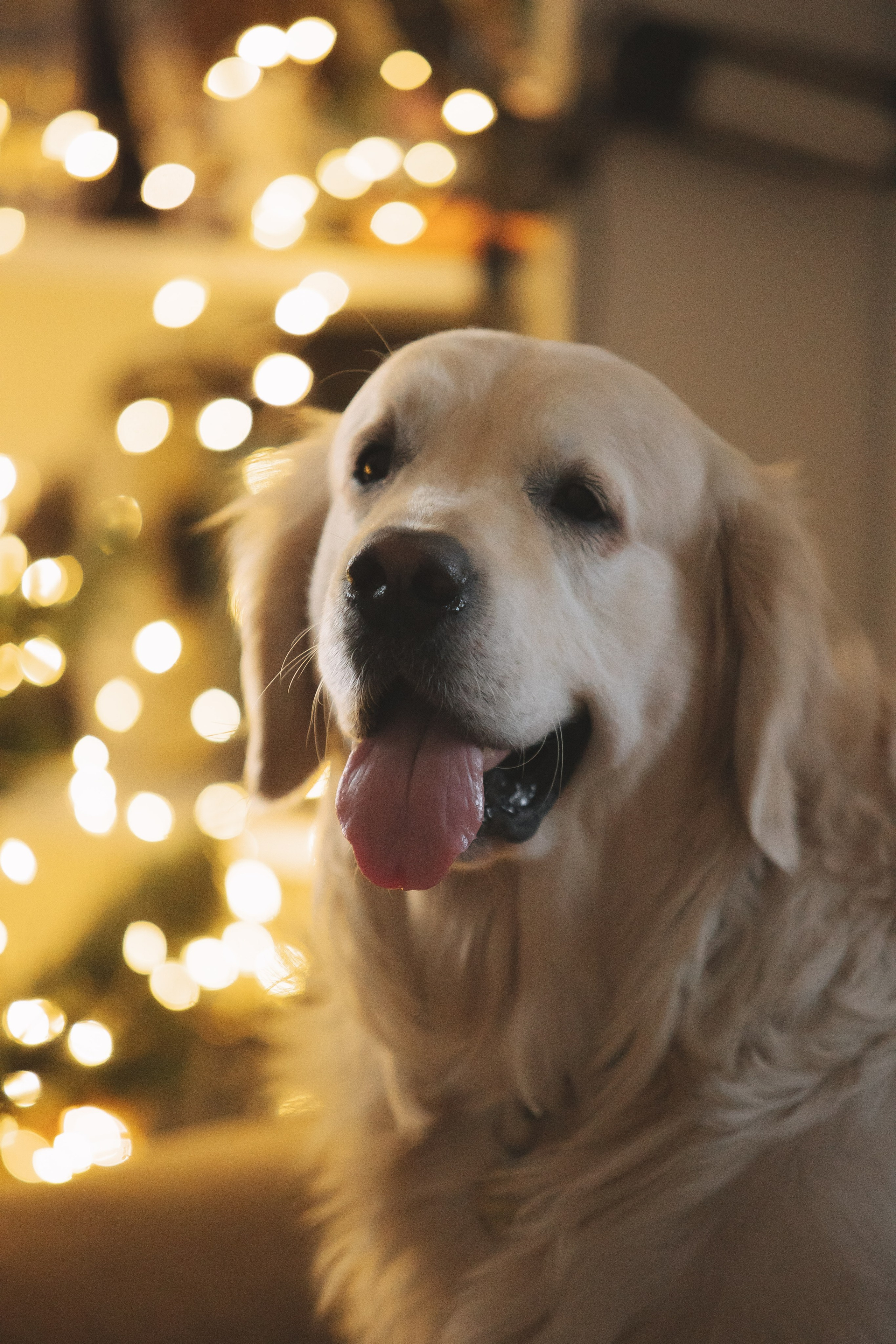 Снежик и Веста, НГ. Свадебный и женский фотограф