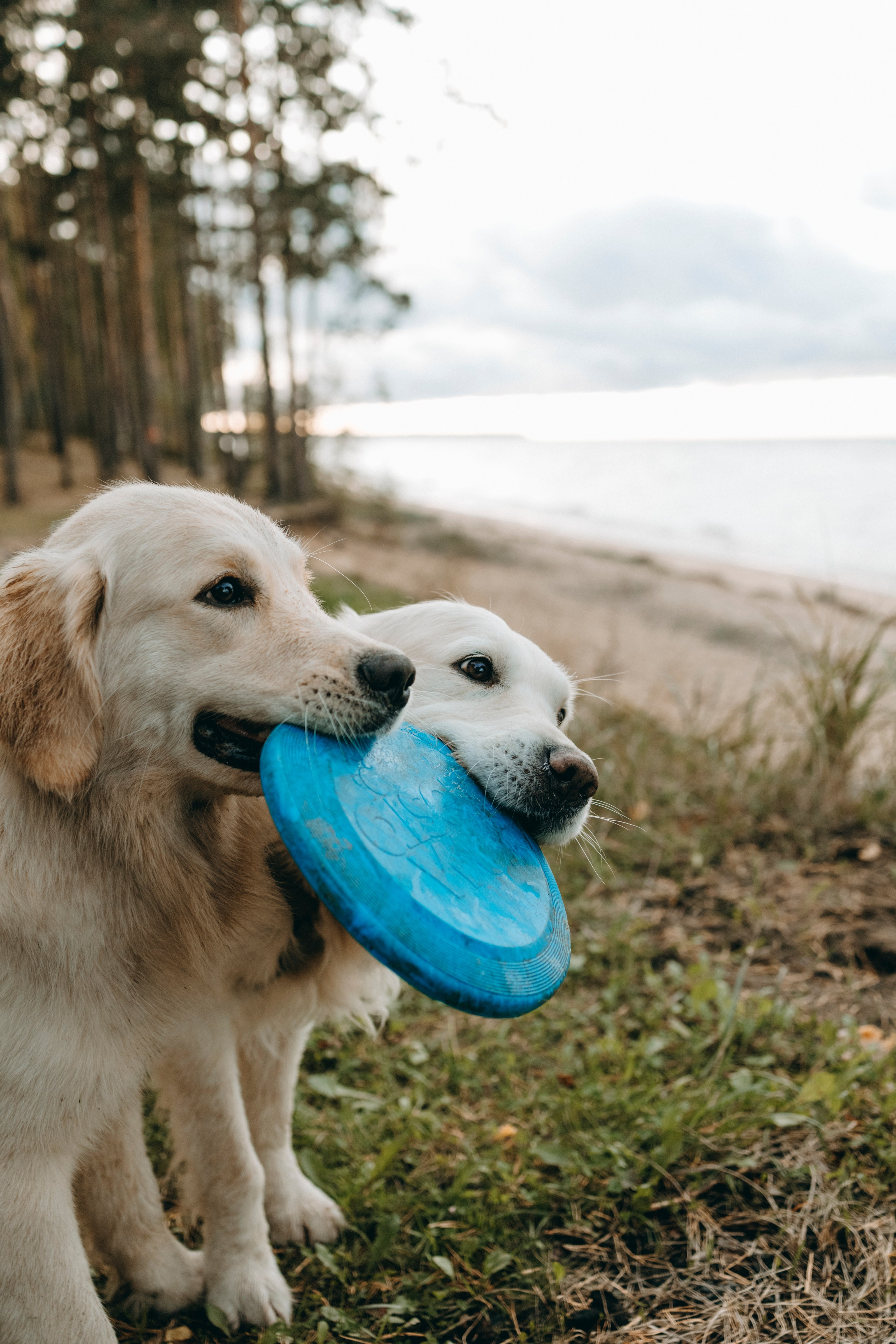Прогулка Насти с Арчи и Арагоном. Фотограф-анималист в Санкт-Петеребурге Титова Алиса