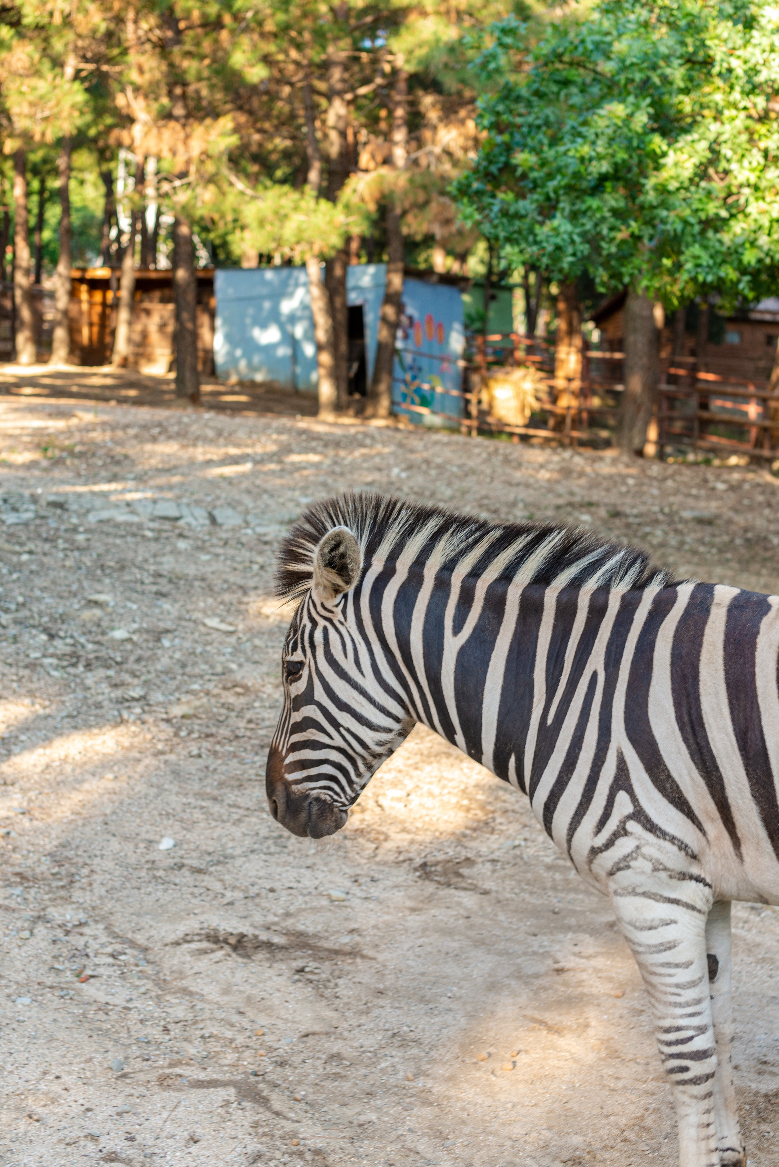 Июнь–Июль Отпуск Белореченск, Геленджик. Семейный, Свадебный фотограф СПБ Питер— Романова Екатерина