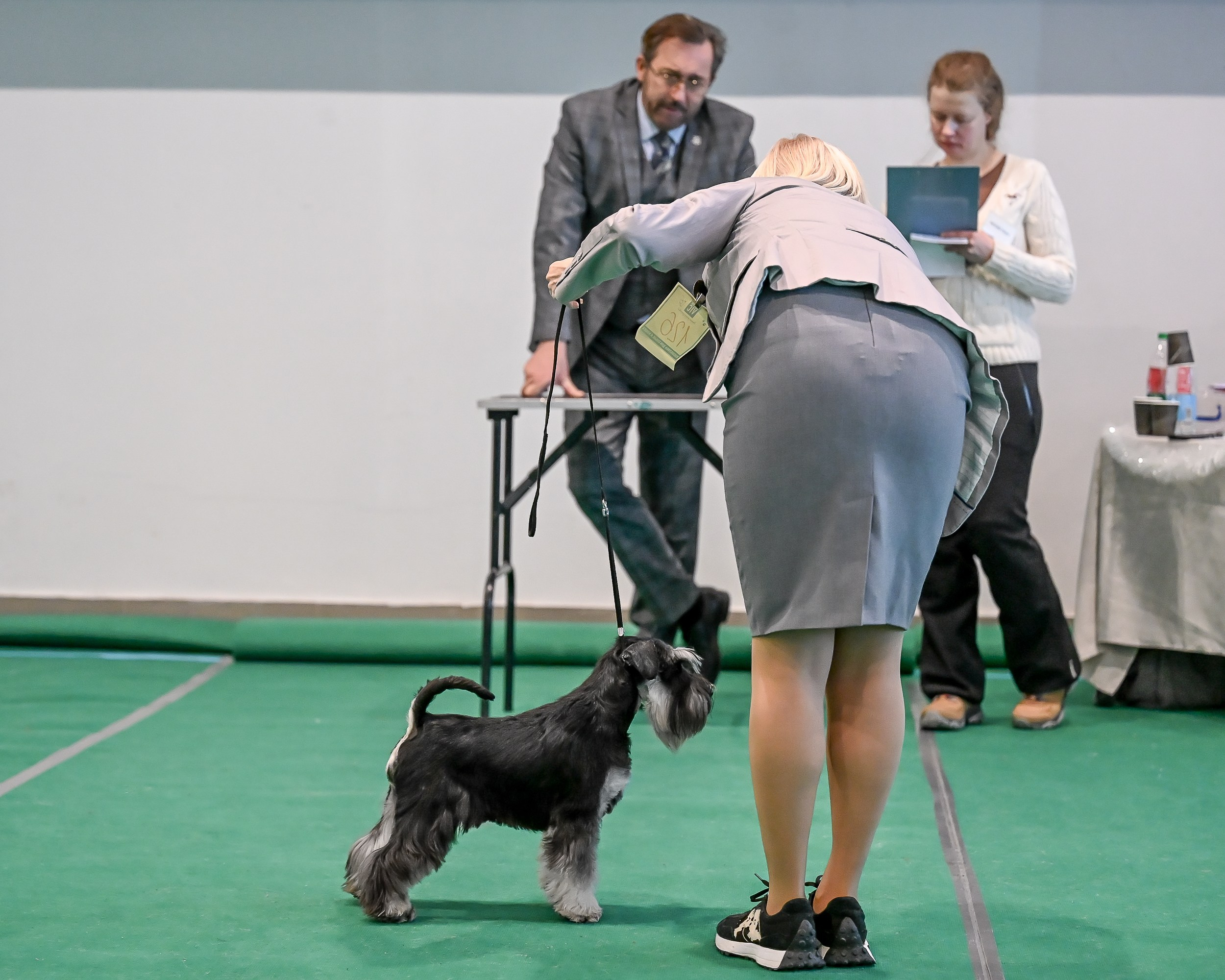Бъянка/ Delinso Balance Cinzano Bianco. Питомник цвергшнауцеров в Беларуси «Делинсо Бэлэнс»