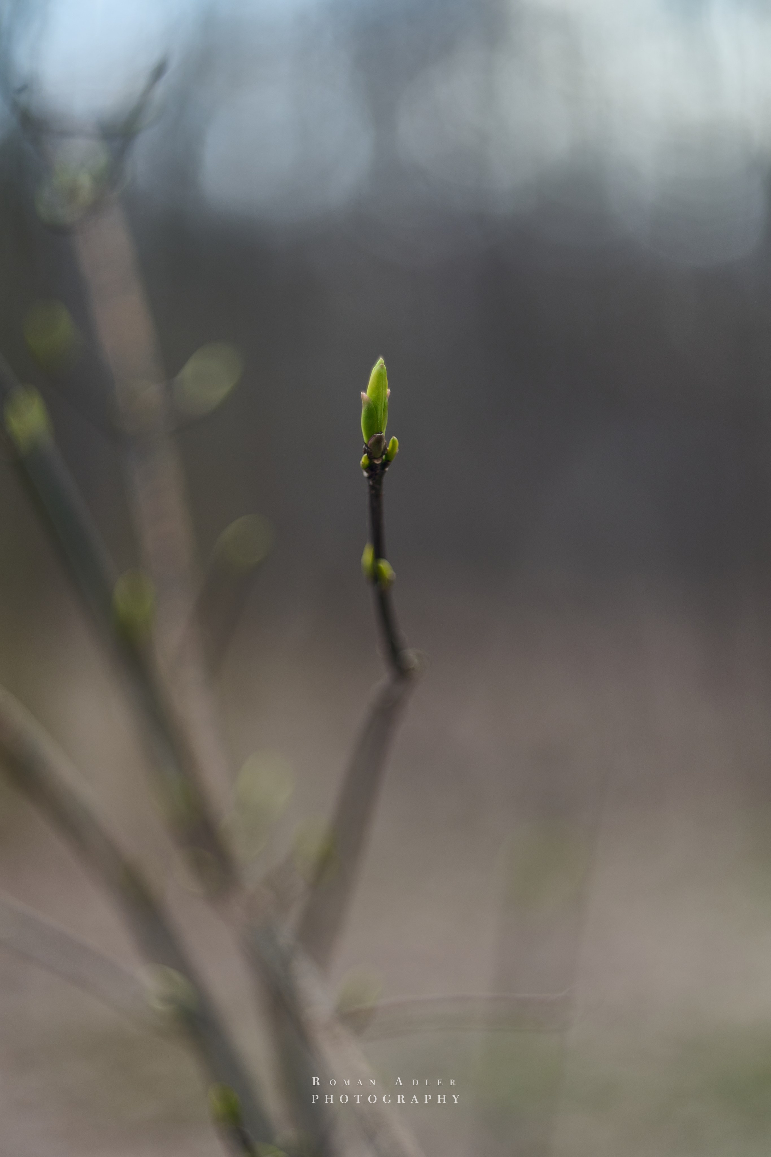 Весна. Москва 2025. Фотограф Роман Адлер