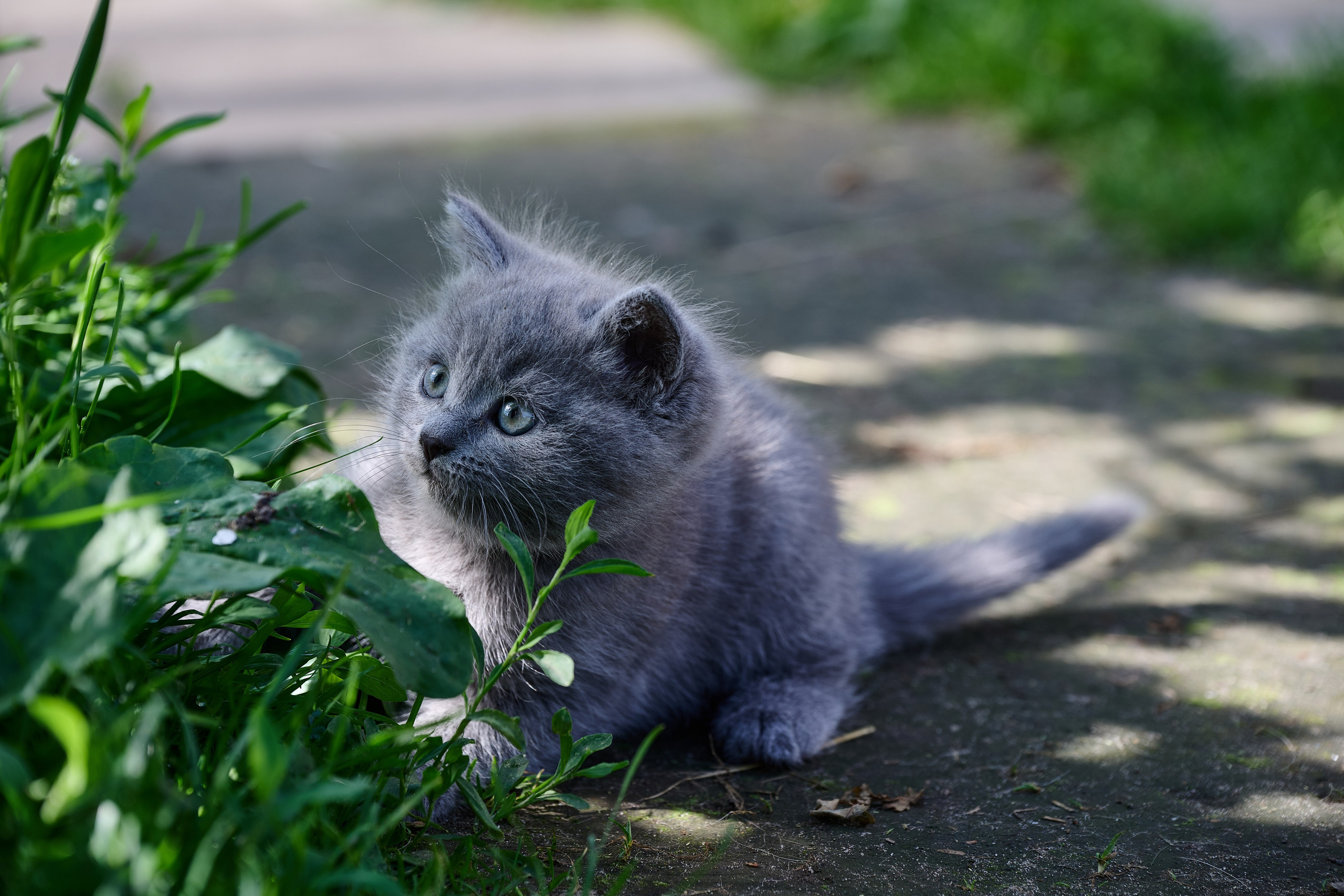 Фотосессия The Кот. Фотограф Роман Адлер