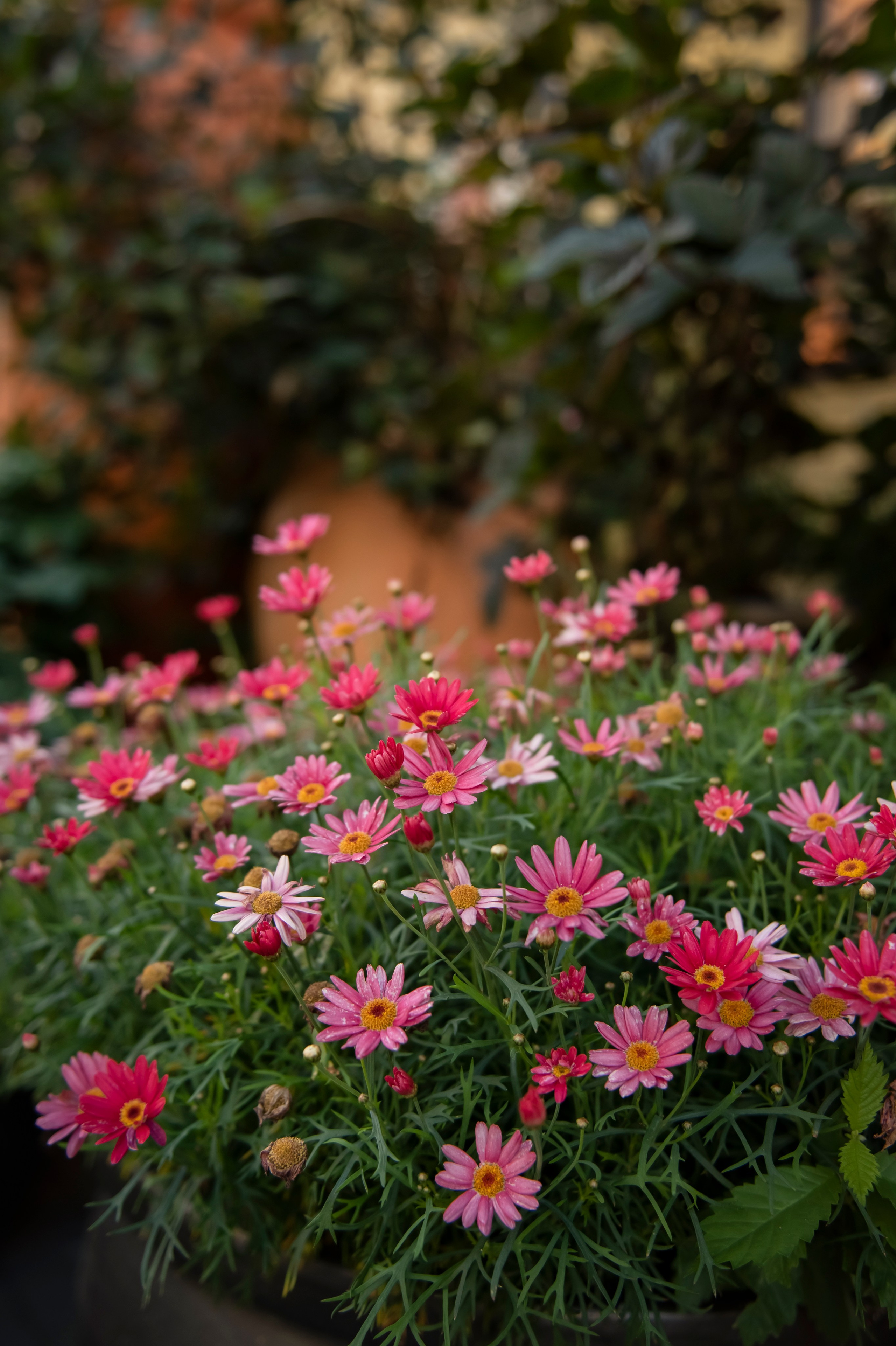 Город Зеленоградск. Фотограф Зеленоградск