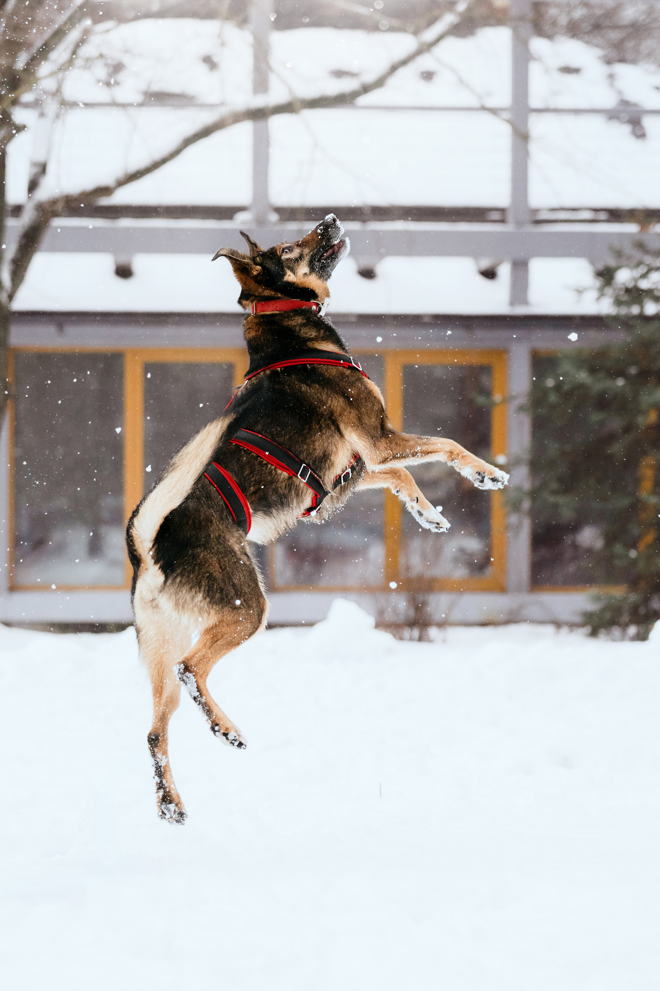Собаки из приюта Дубовая роща зима. Фотограф-анималист Татьяна Степанова