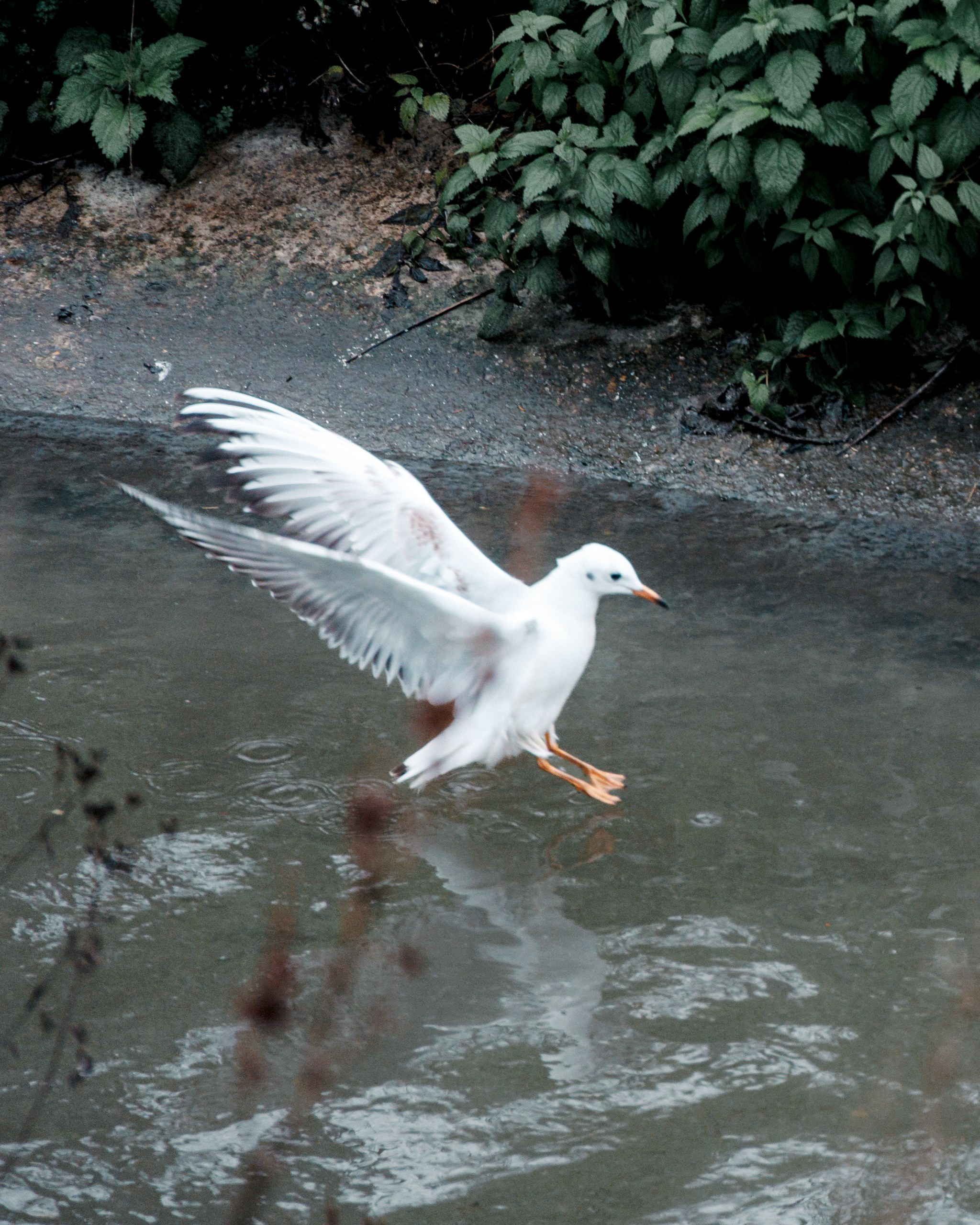 Александра. Портретный фотограф Москва | Елена Столиванова