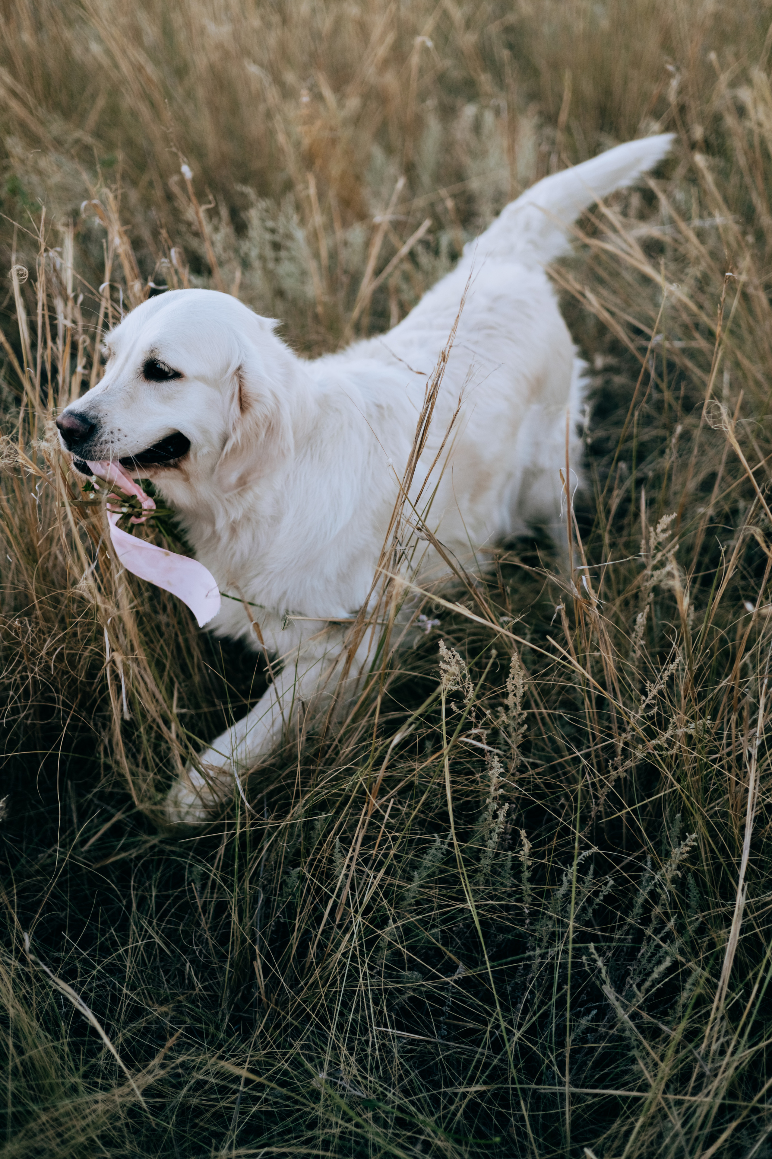 Анастасия и Дейзи. Фотограф Волгоград Кристина Прохоренко