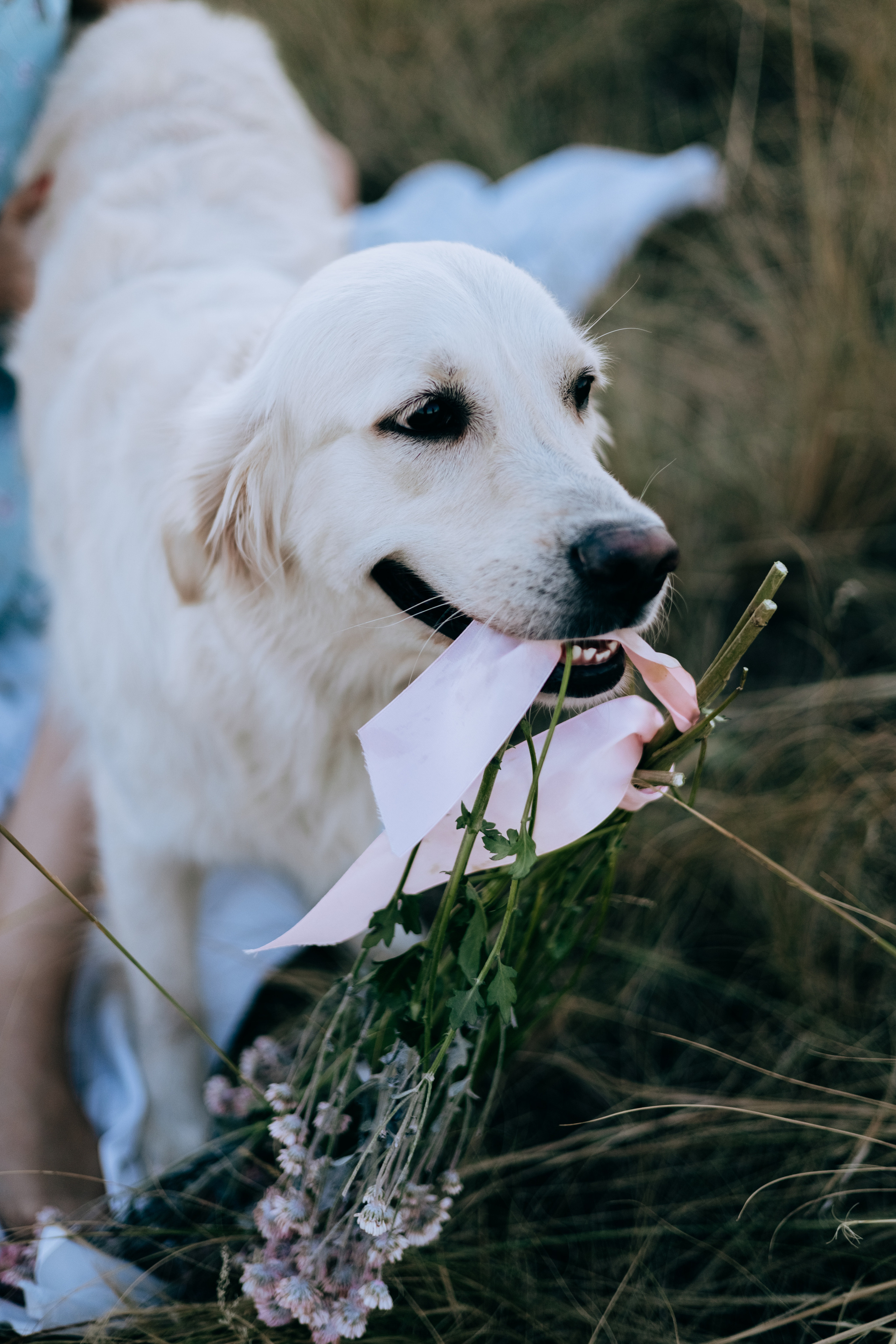 Анастасия и Дейзи. Фотограф Волгоград Кристина Прохоренко