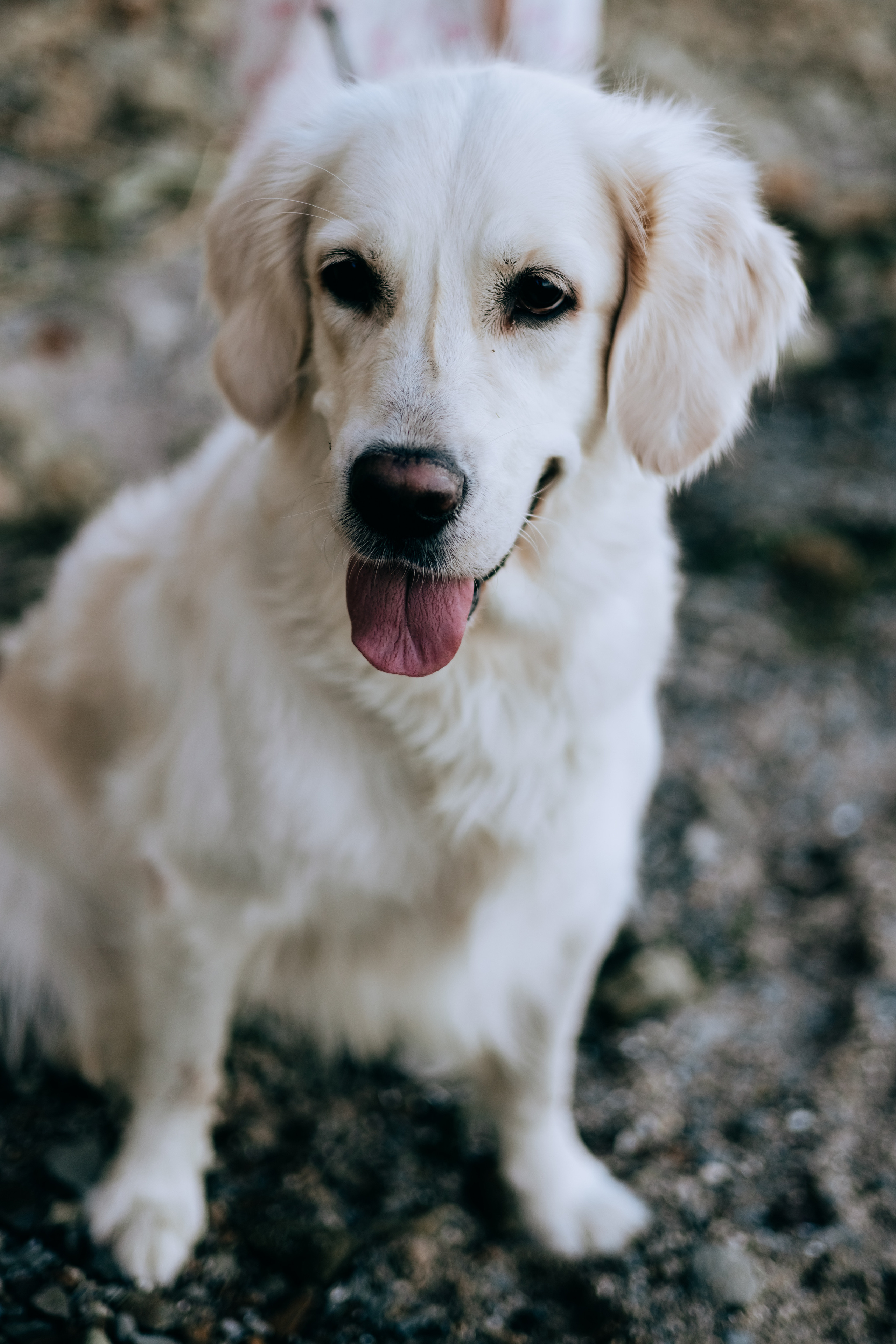 Анастасия и Дейзи. Фотограф Волгоград Кристина Прохоренко