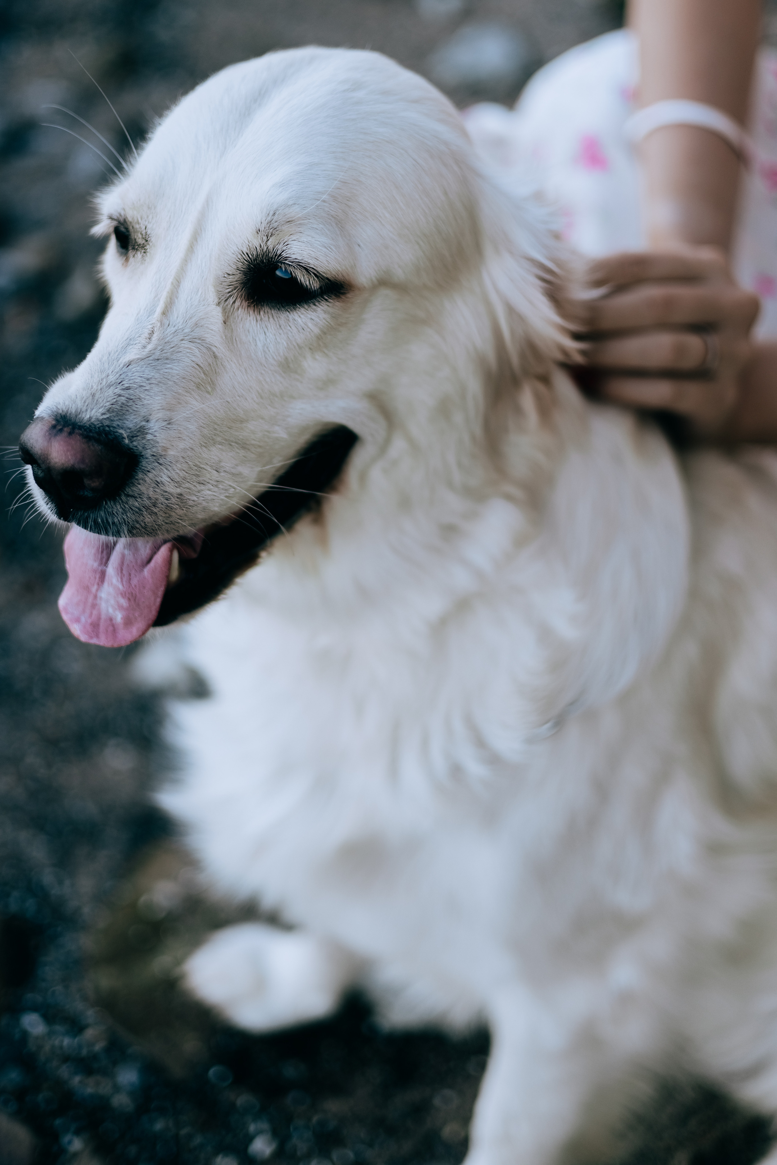 Анастасия и Дейзи. Фотограф Волгоград Кристина Прохоренко