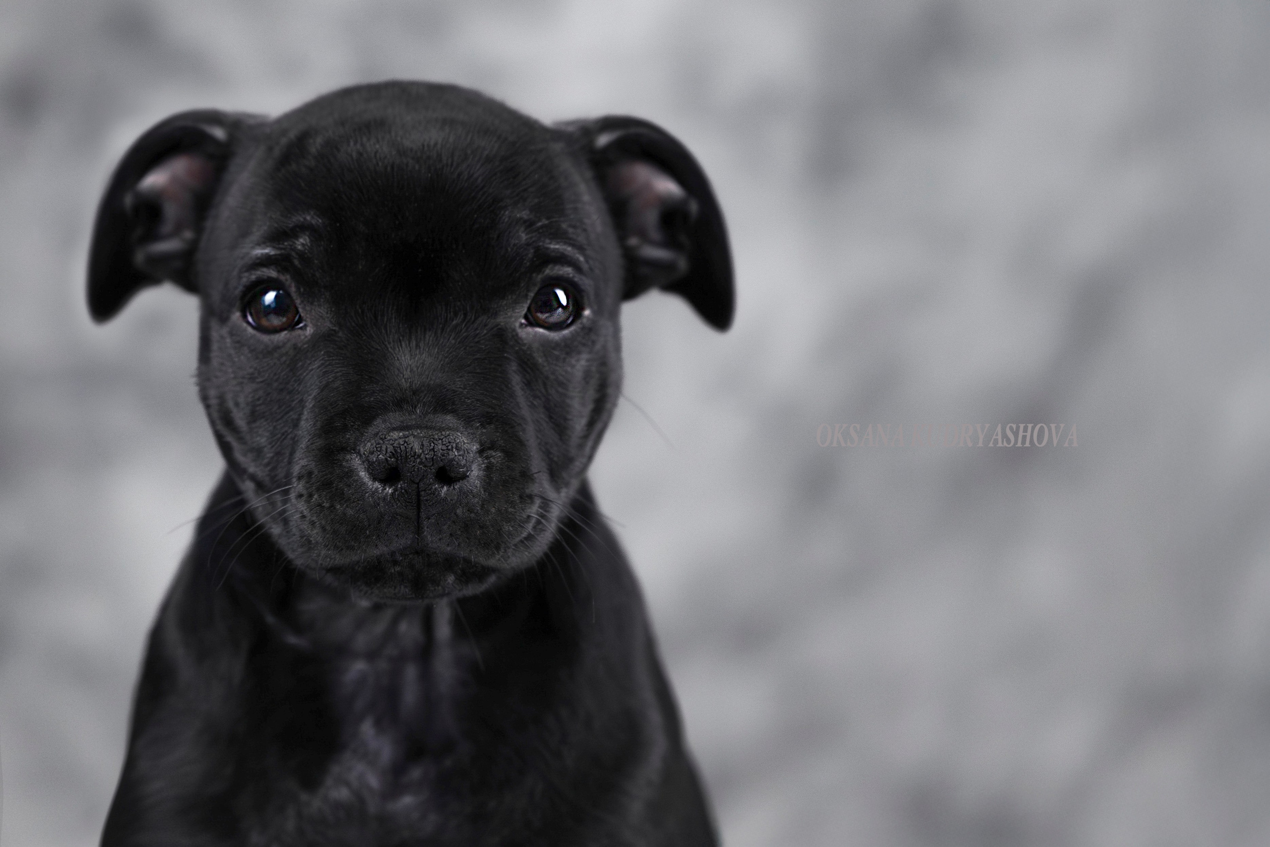 Щенки Стаффбуль. Фотограф 📸 анималист, предметный, репортажный