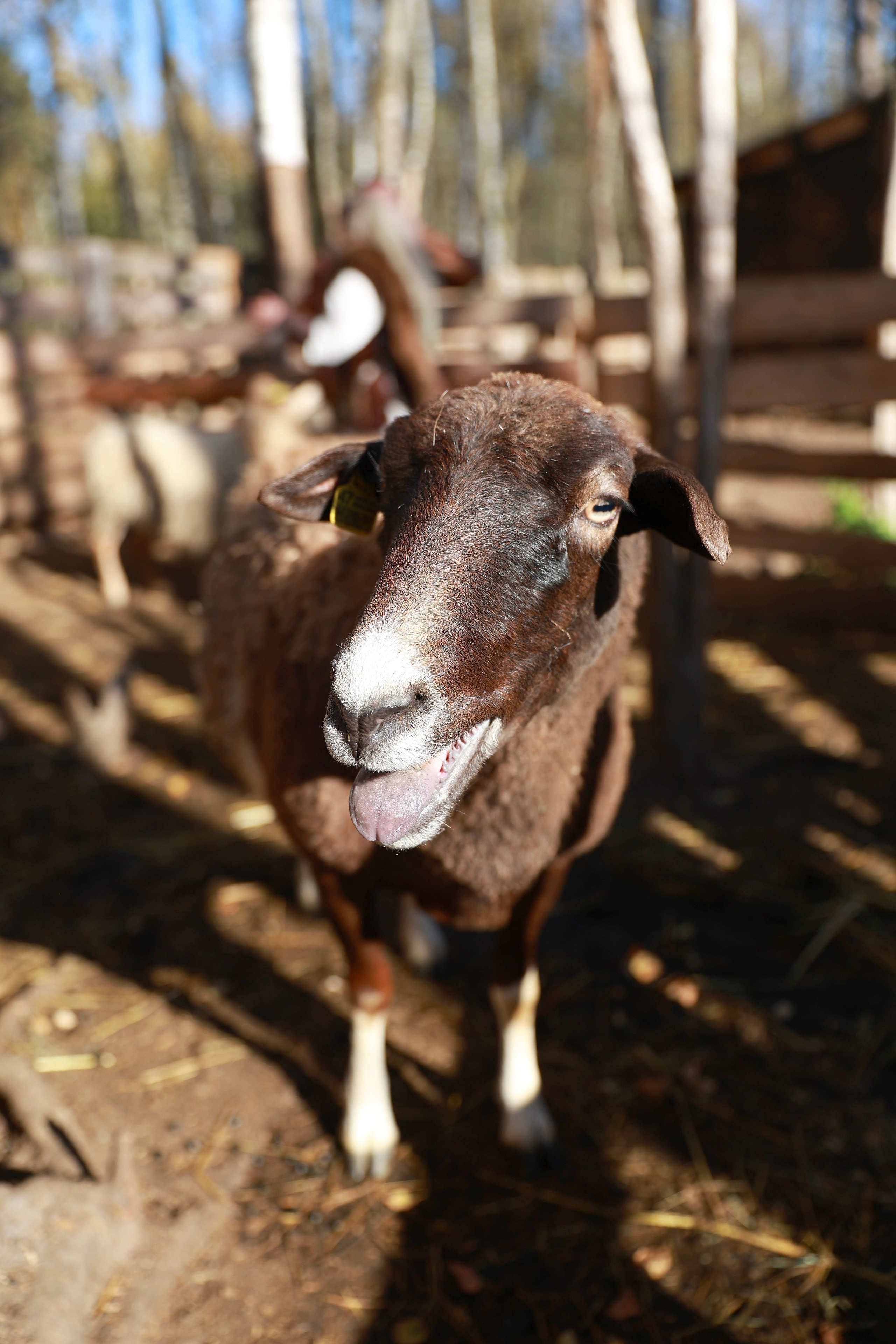 Рагнар и Лагерта по-Русски. Павел Шупрут Артист
