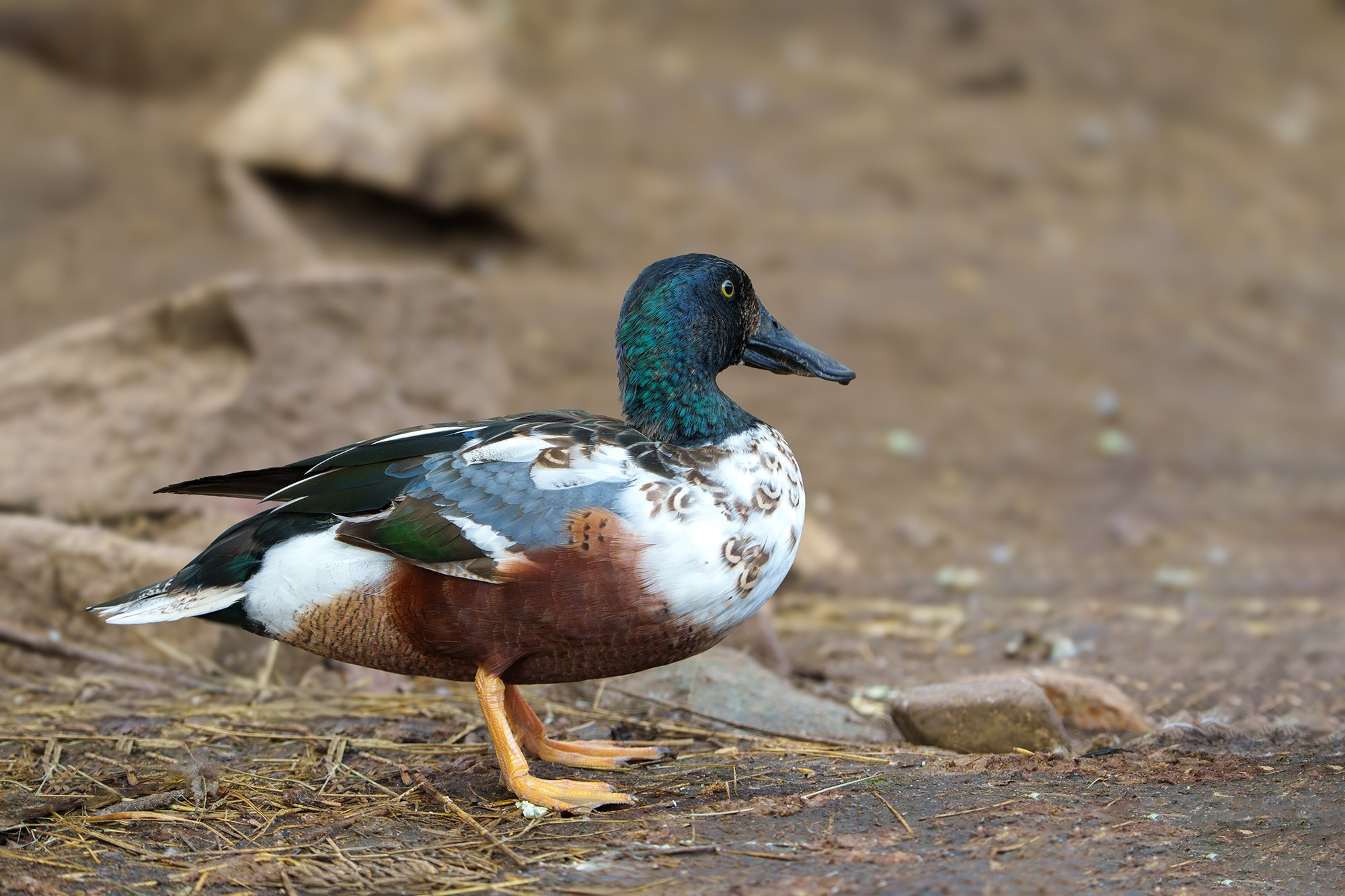 Удивительные мир птиц. Вокруг нас столько прекрасного — присмотритесь!. Ваш личный фотограф Марина Волкова