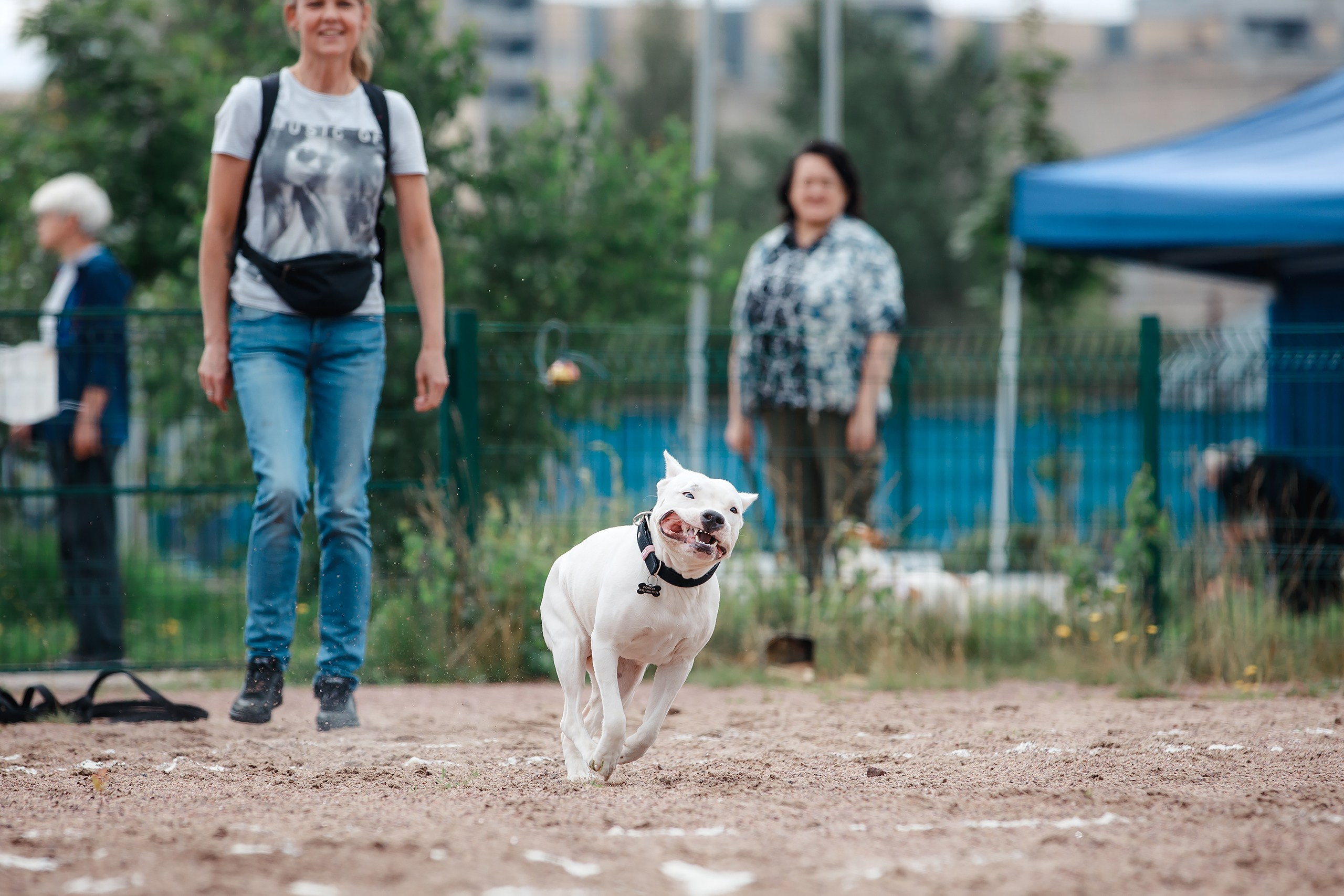Питч&Гоу + веселые старты. Фотограф-анималист Mary Mart — Москва, Питер