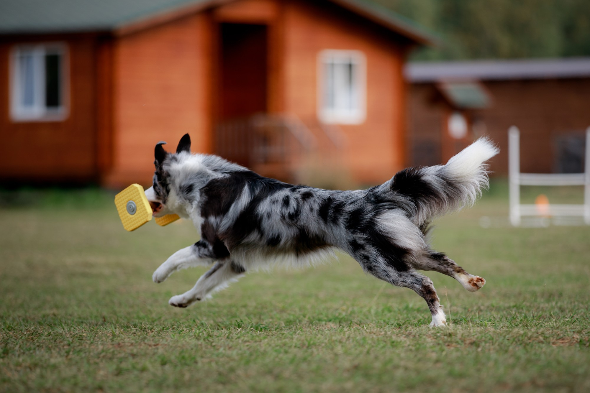 Лагерь по ОБД с Инной Баженовой. Фотограф-анималист Mary Mart — Москва, Питер