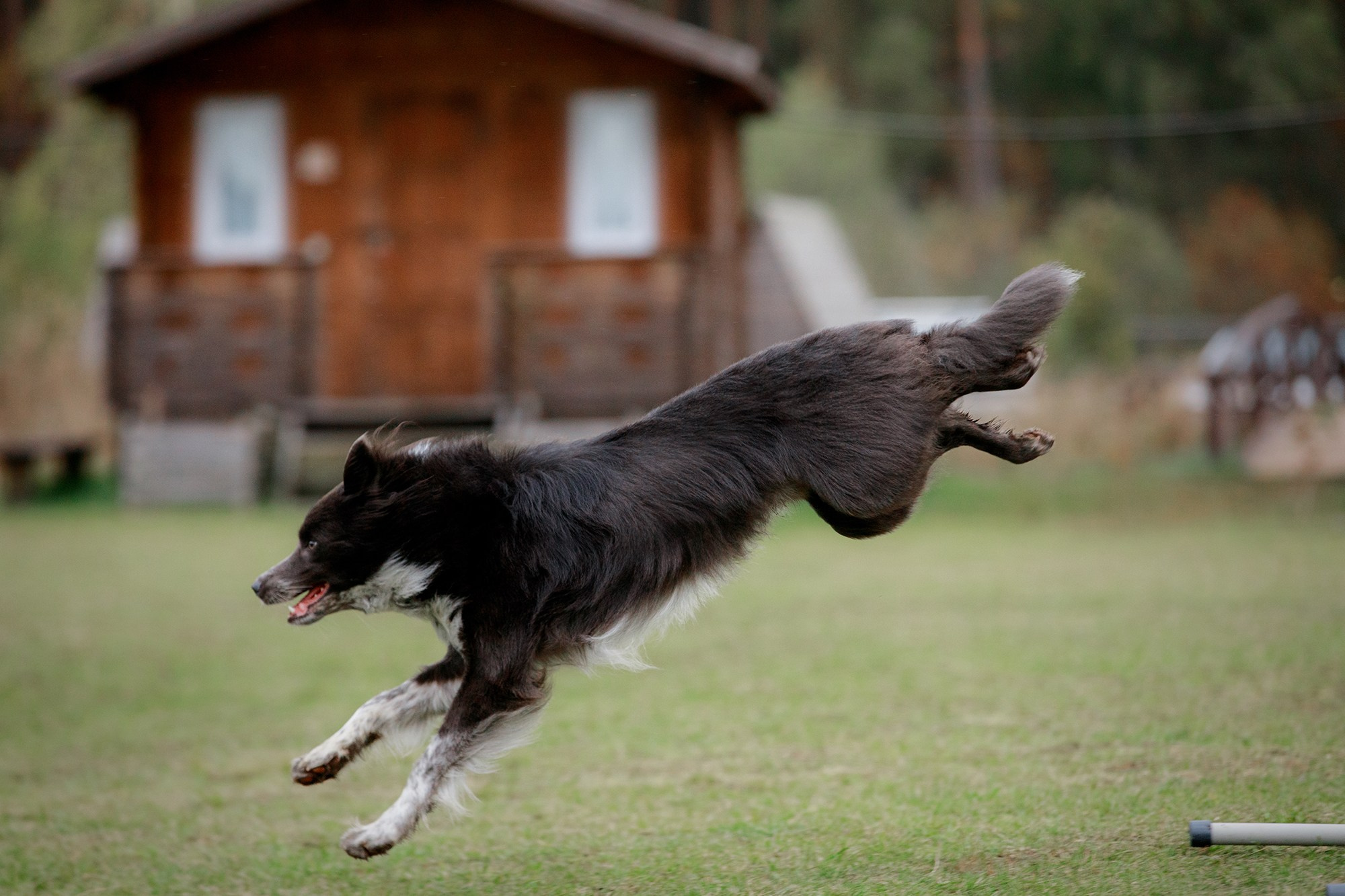 Лагерь по ОБД с Инной Баженовой. Фотограф-анималист Mary Mart — Москва, Питер