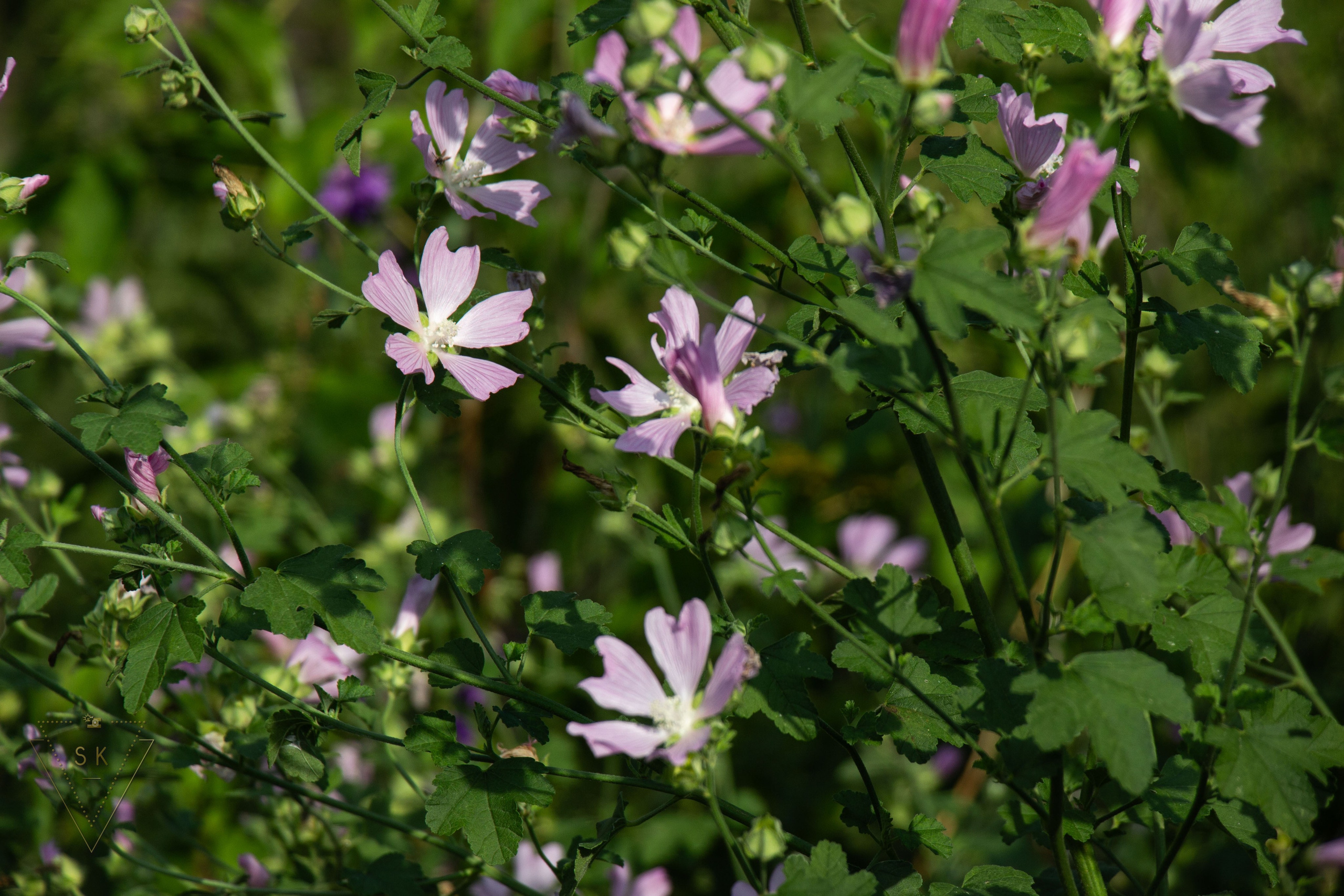 Бухта Сенявина 2025. Репортажный и портретный фотограф из Воронежа — Светлана Кузнецова