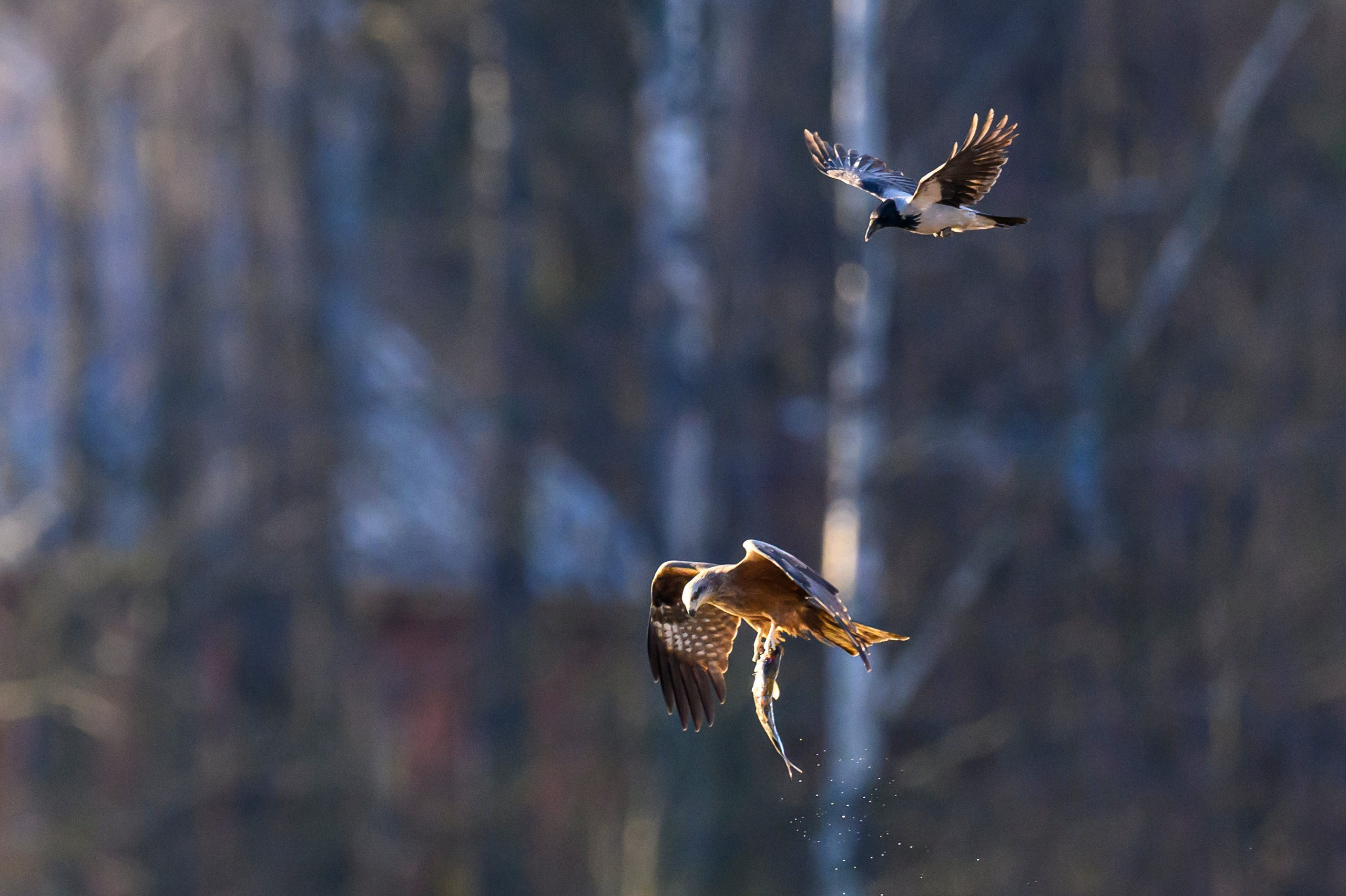 Вороны отжали рыбу у коршуна. Wildlife photography by Sergey Puponin