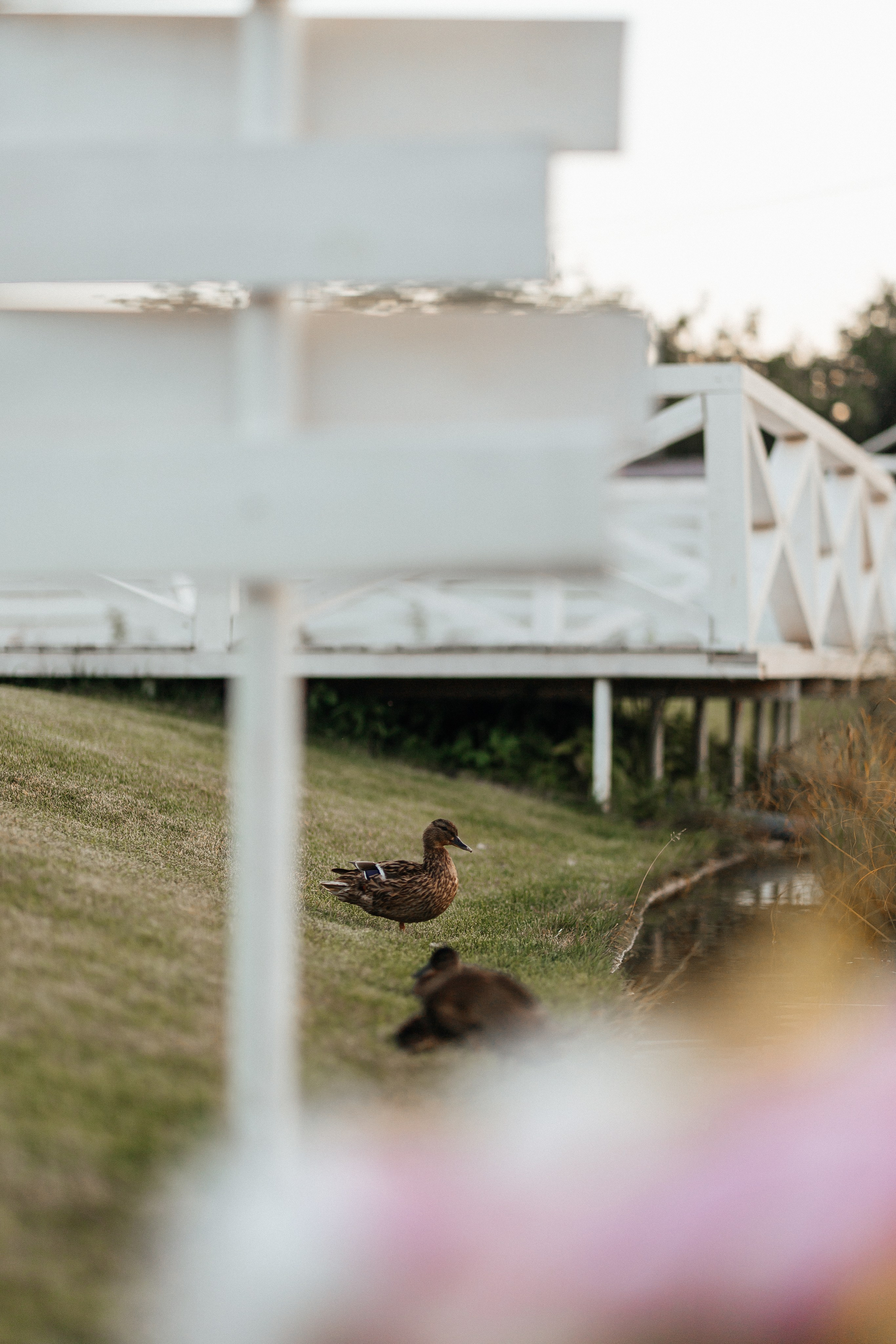 Диана. Фотограф в Нижнем Новгороде Панфилова Татьяна