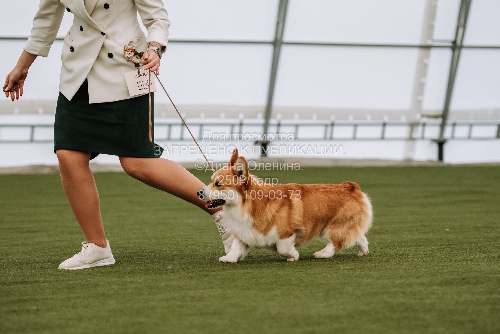 Выставка собак Красноярск 2.06. Фотограф Диана Оленина Красноярск / Братск