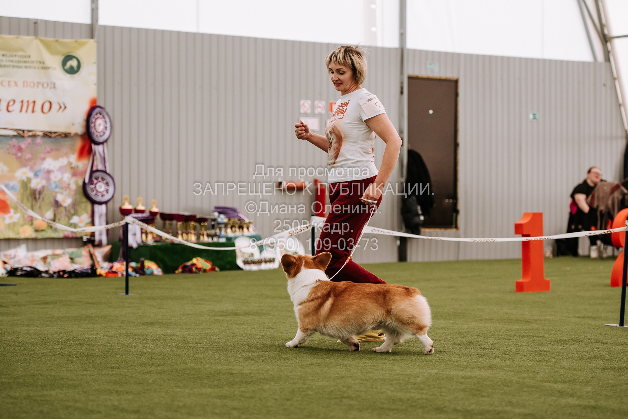 Выставка собак Красноярск 2.06. Фотограф Диана Оленина Красноярск / Братск
