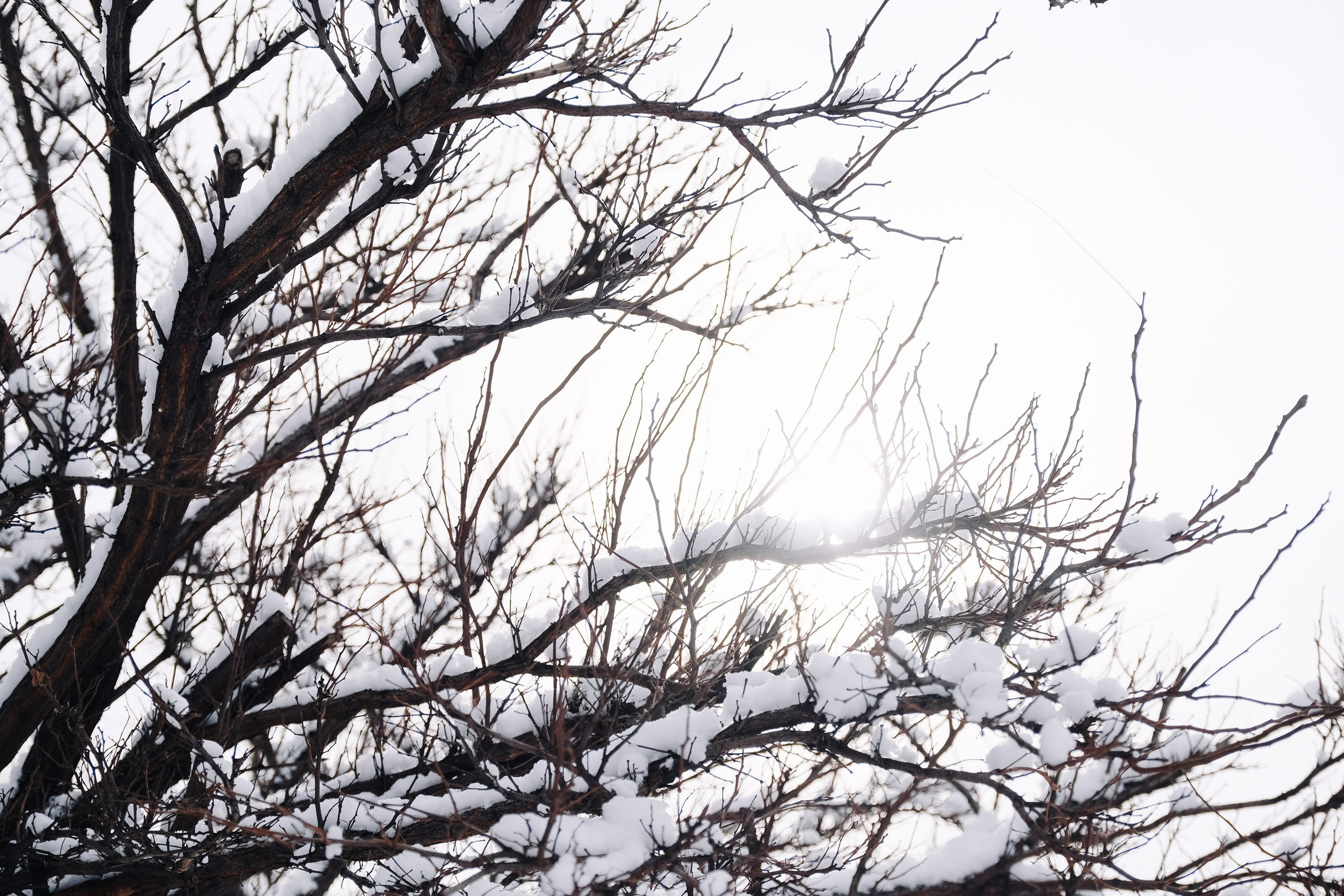 Театральный парк. Зима. Фотограф Анатолий Деникин