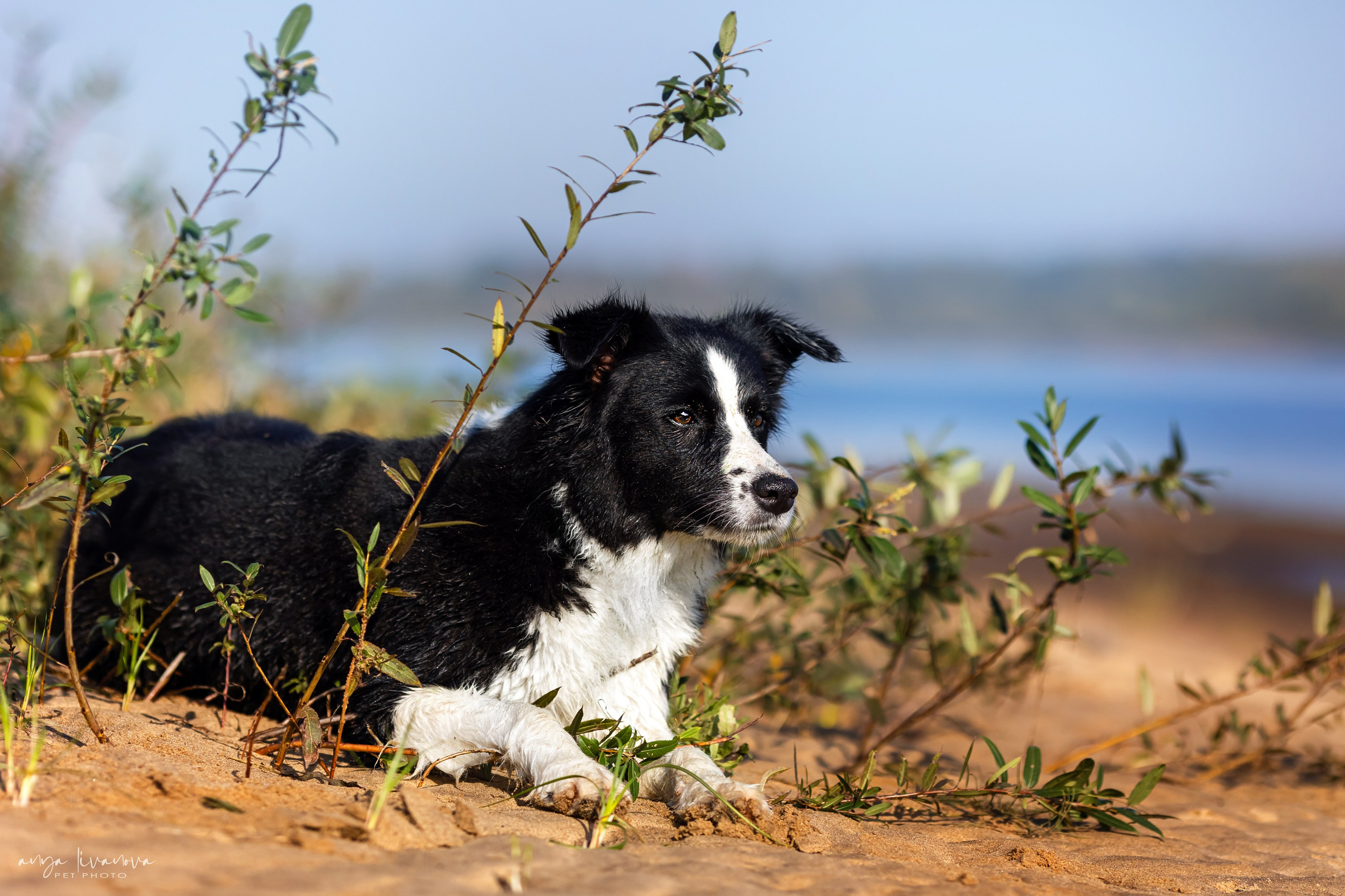 Алена и Майли. Фотограф анималист Аня Ливанова | Рыбинск