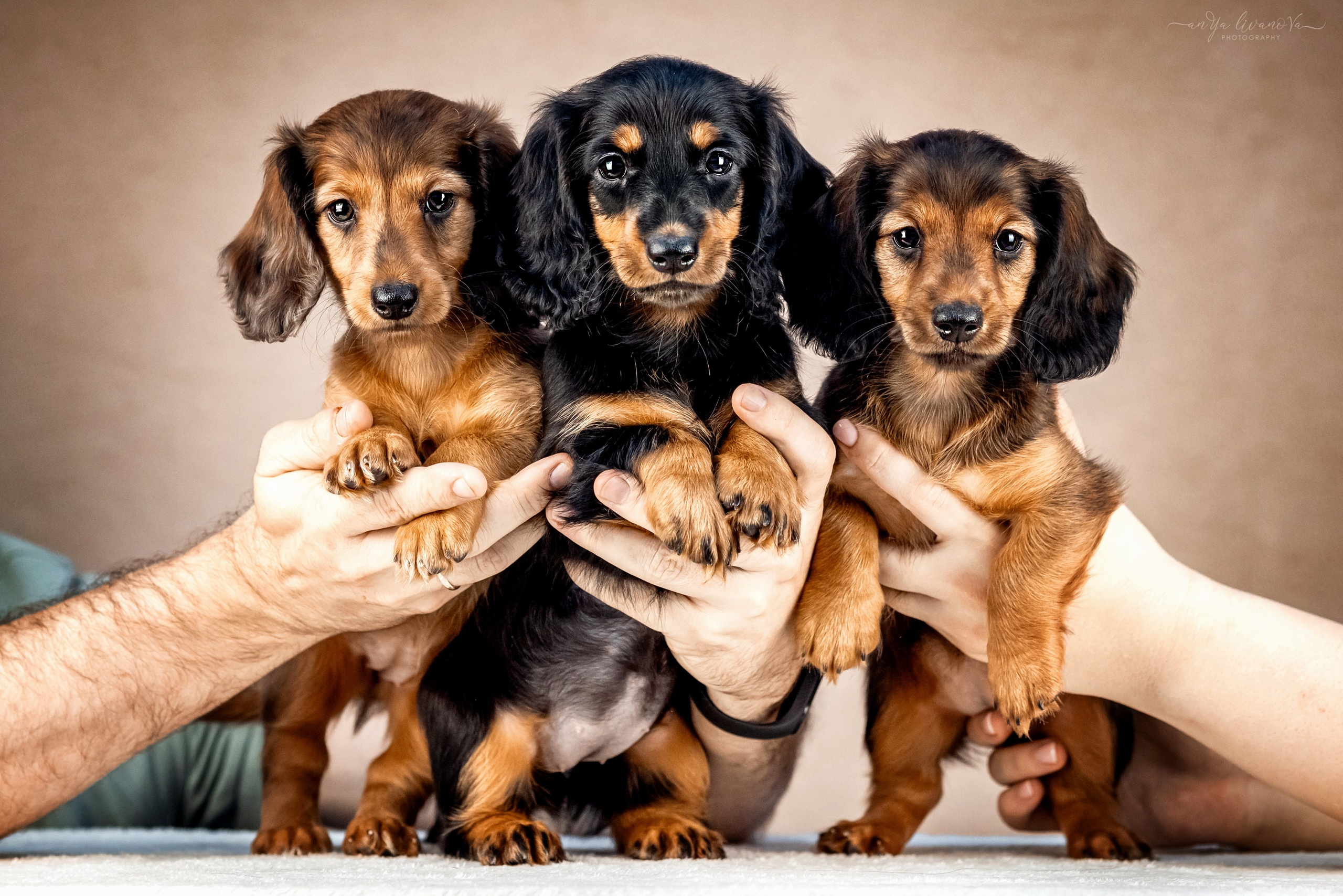Таксята. Фотограф анималист Аня Ливанова | Рыбинск