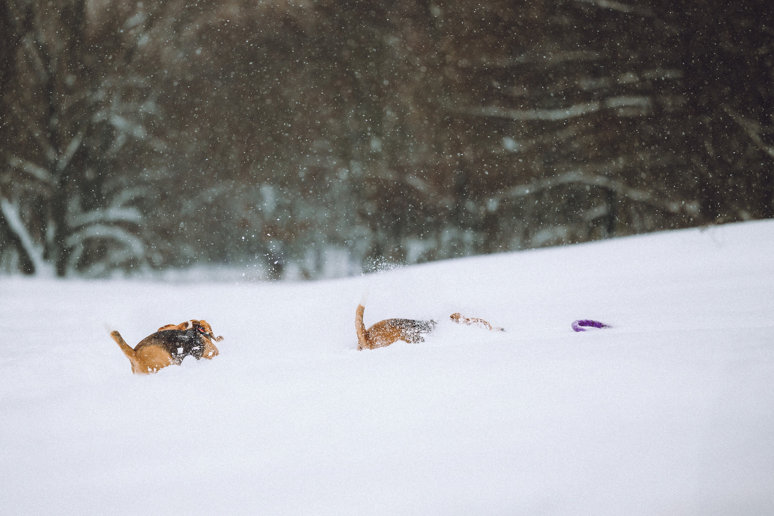 Роман, Портер и Коррес