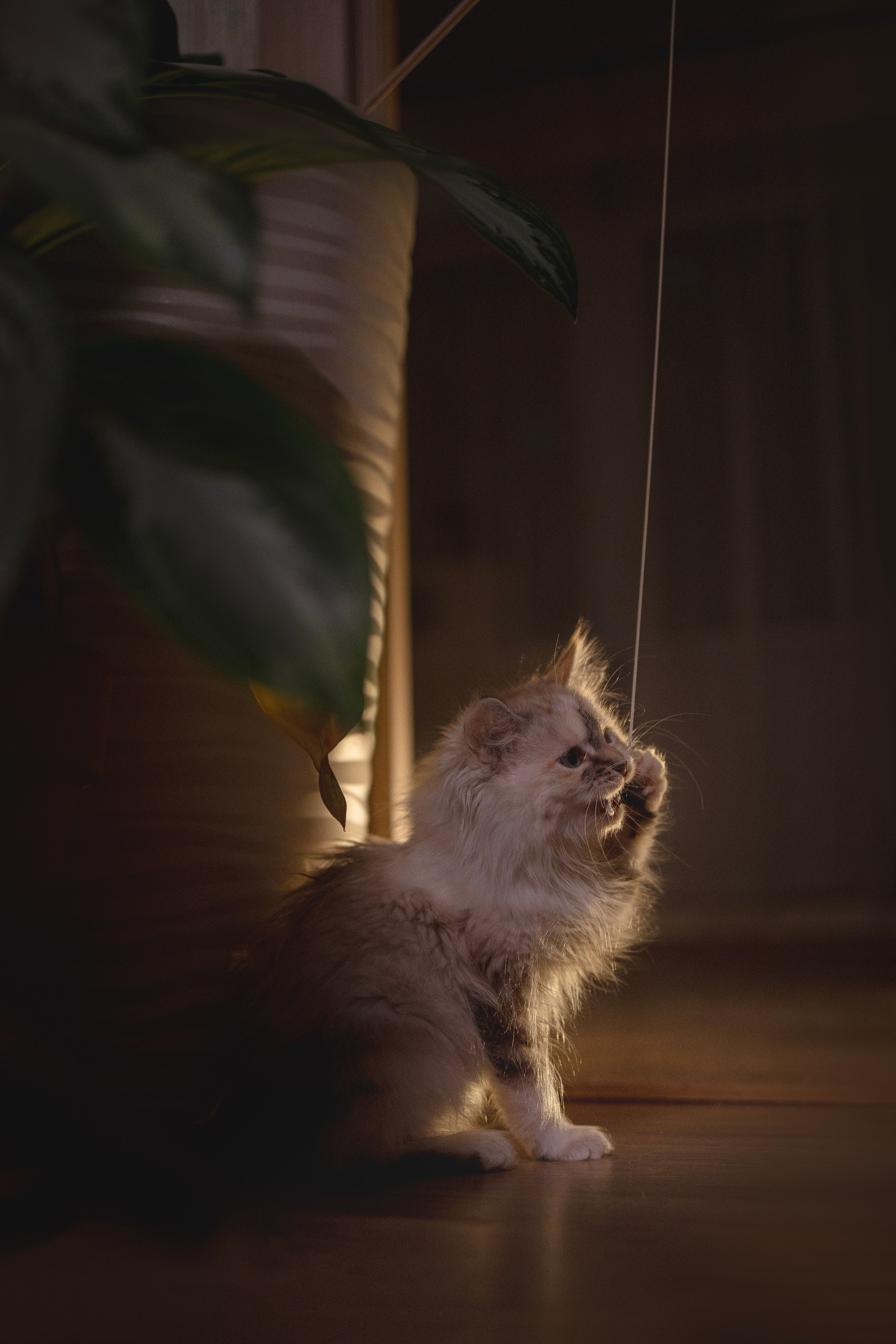 Кошки. Фотограф анималист в Москве Майорова Евгения