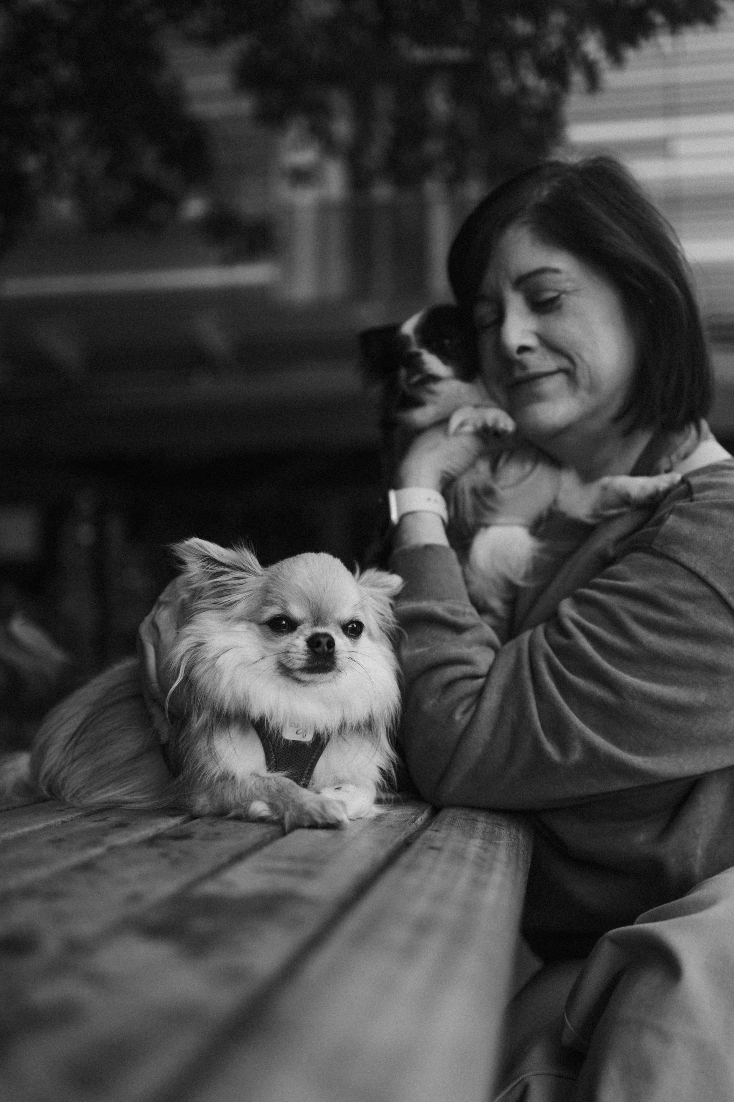 Кристина, Тия и Тедди. Фотораф — анималист Мария Шистка