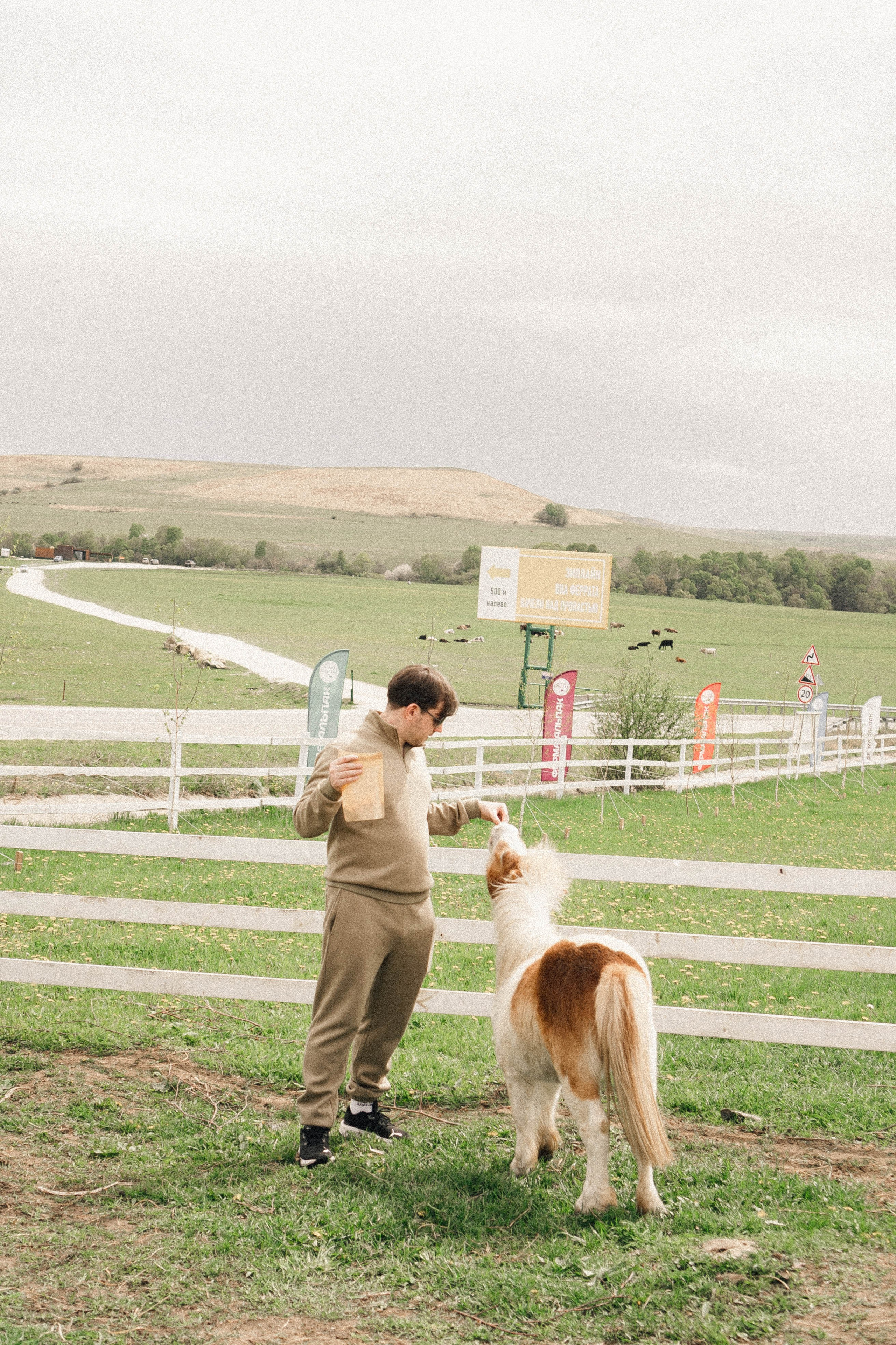 Ферма Альпак. Профессиональный фотограф, Санкт-Петербург — Виктория Богомолова