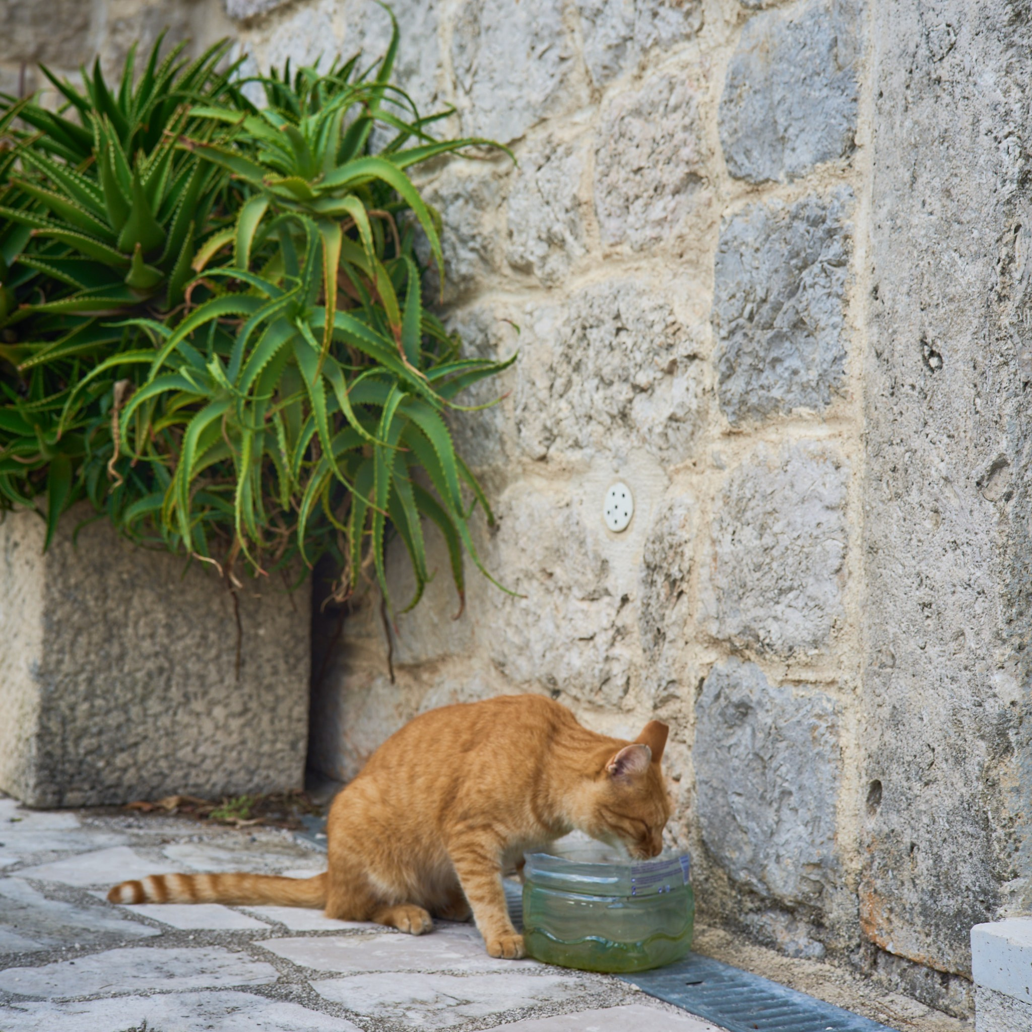 Черногория, сентябрь 2024. Фотограф, Римма Невинская