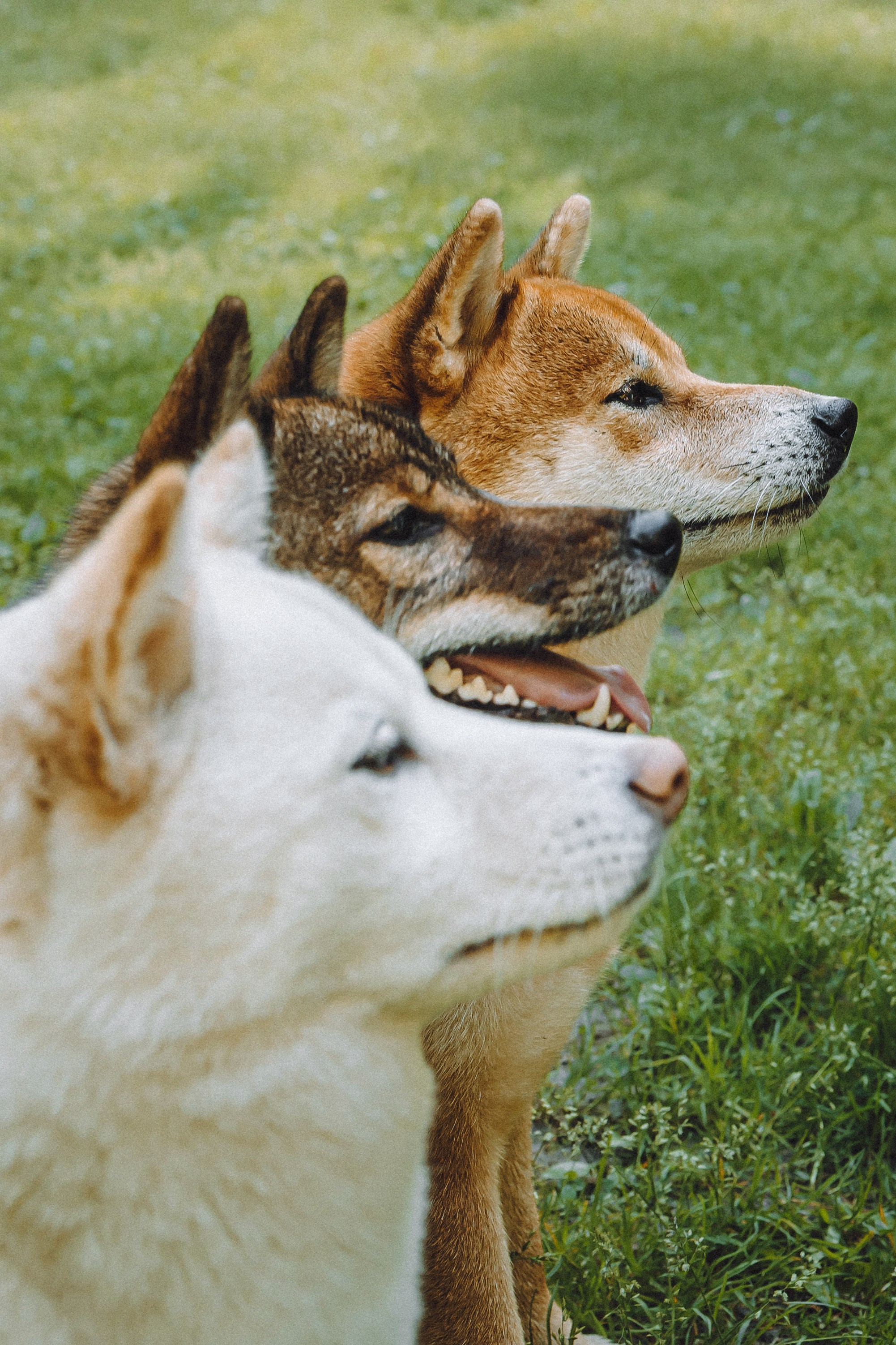 Шед, Цири, Чиби, Цера и их семья