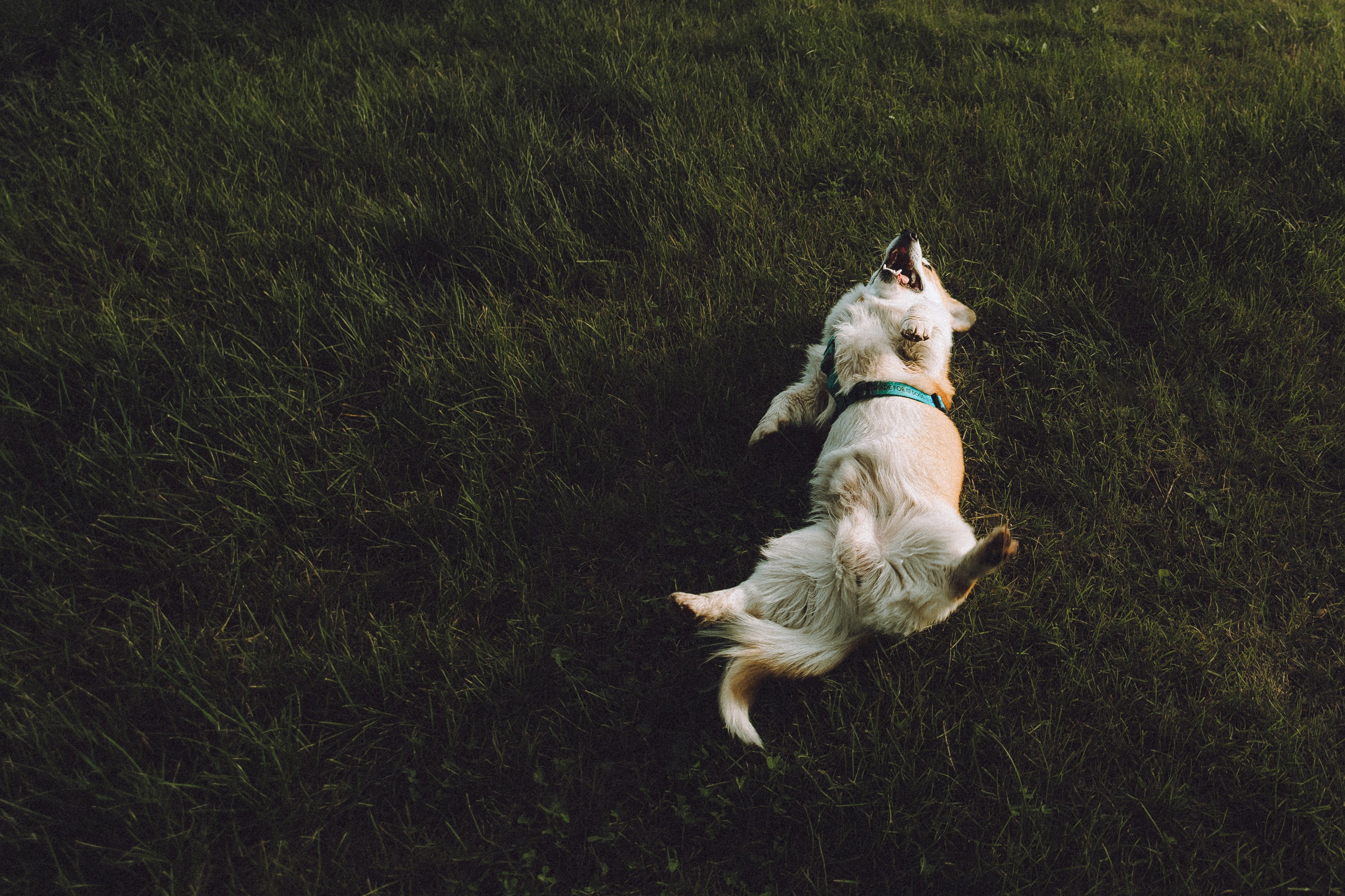 Вирджик и его семья