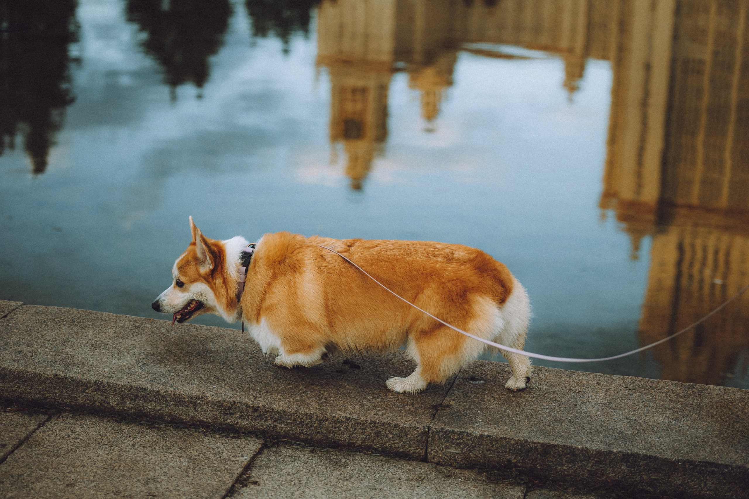 Пуговка и ее семья